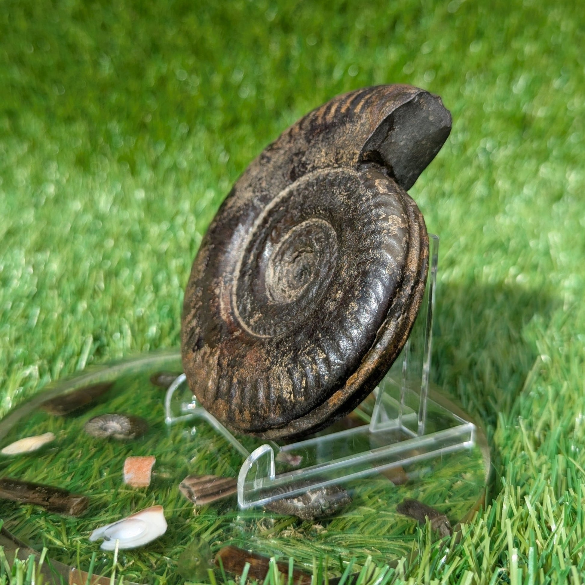 Hildoceras ammonite 3D matrix free North Yorkshire fossils - North Yorkshire Fossils
