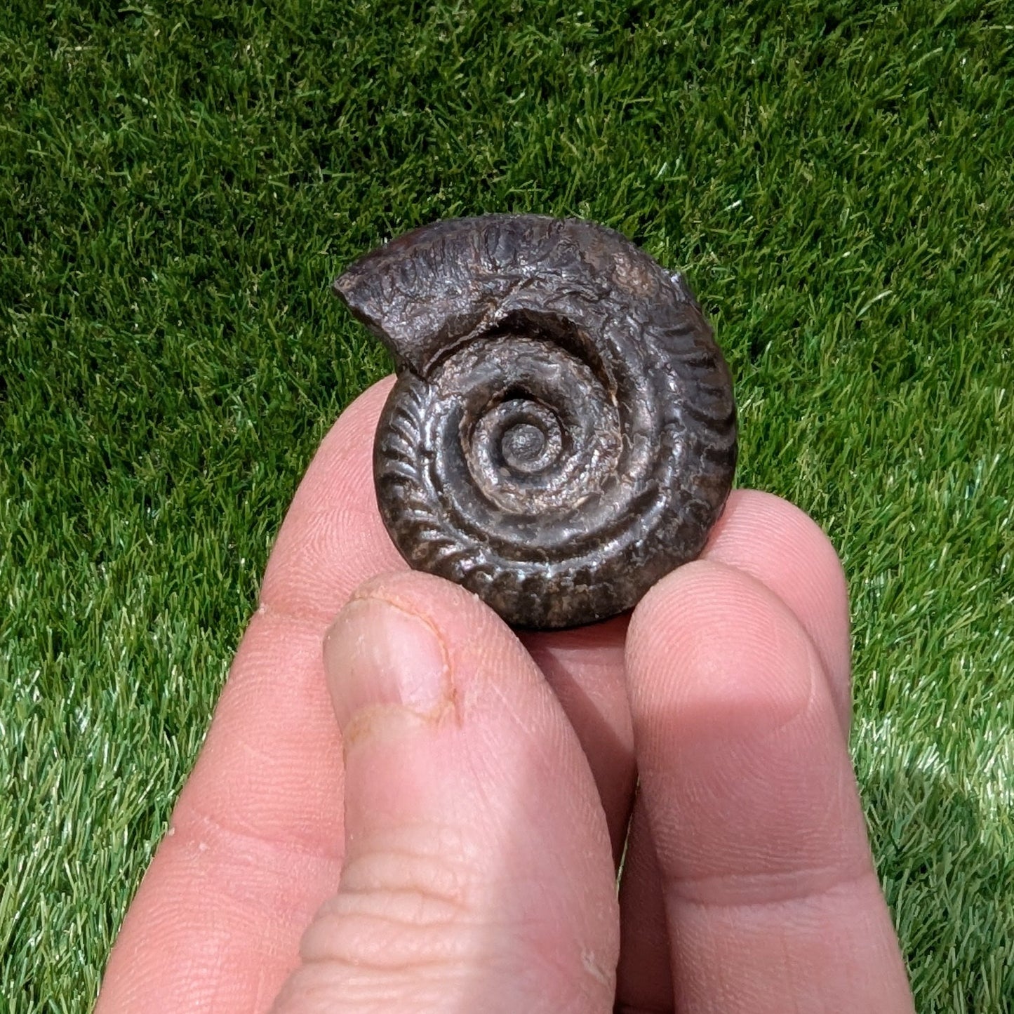 Hildoceras ammonite 3D matrix free North Yorkshire fossils - North Yorkshire Fossils
