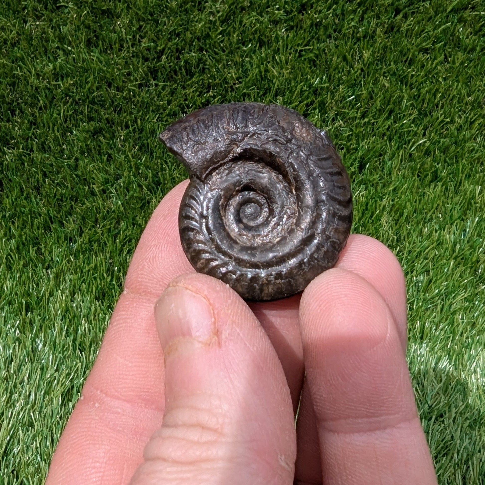 Hildoceras ammonite 3D matrix free North Yorkshire fossils - North Yorkshire Fossils