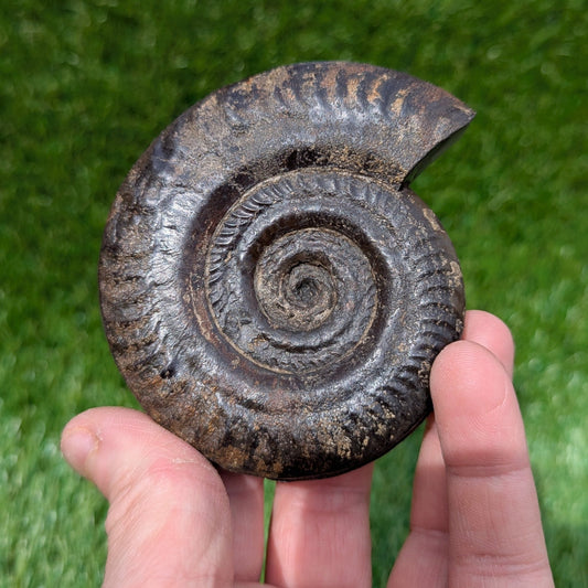 Hildoceras ammonite 3D matrix free North Yorkshire fossils - North Yorkshire Fossils
