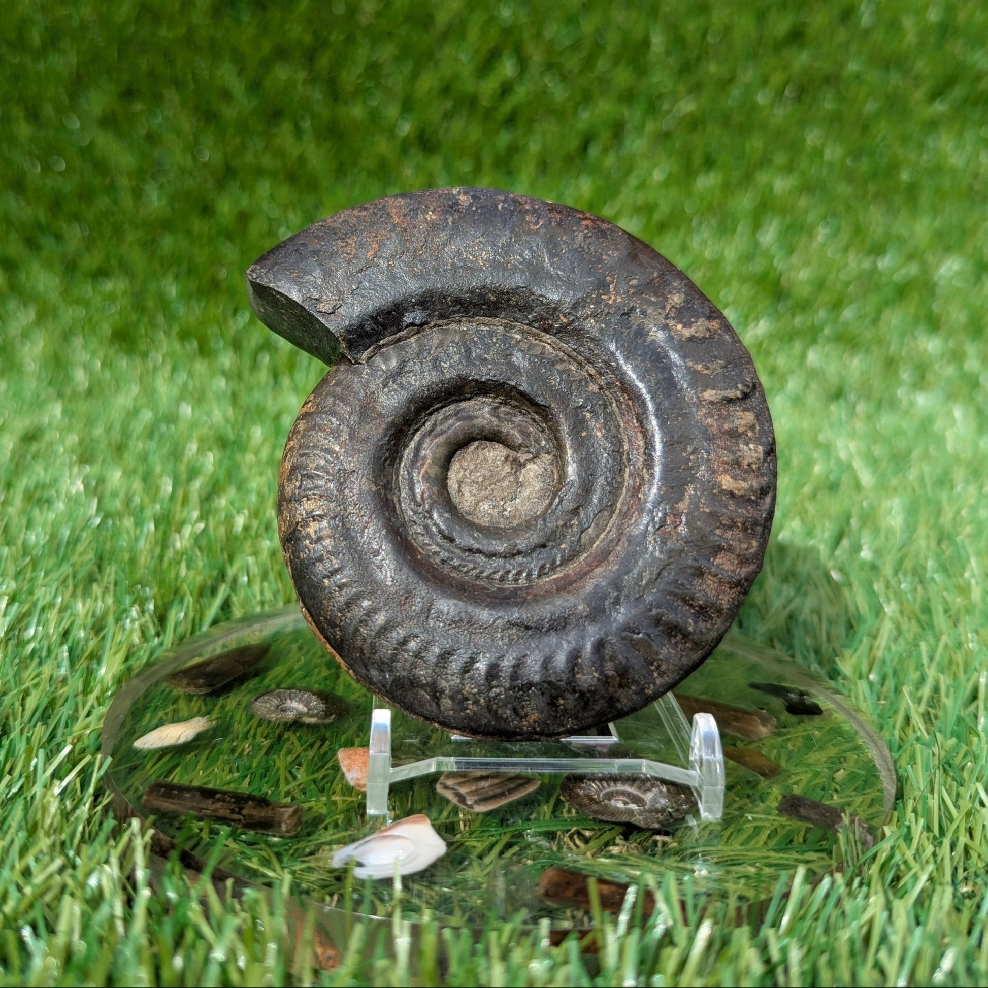 Hildoceras ammonite 3D matrix free North Yorkshire fossils - North Yorkshire Fossils