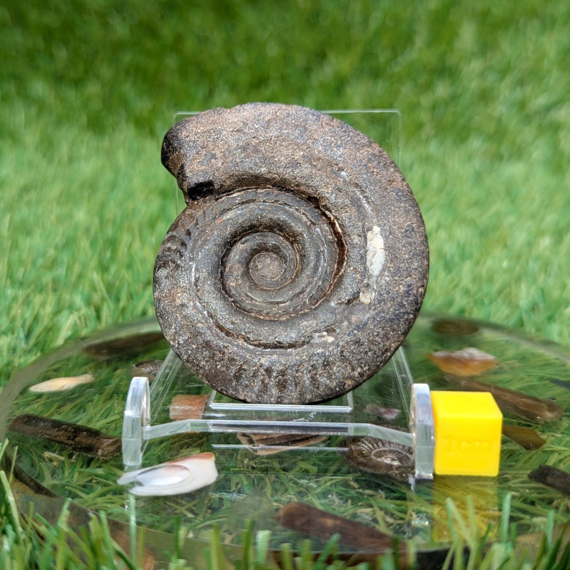 Hildoceras ammonite 3D matrix free North Yorkshire fossils - North Yorkshire Fossils
