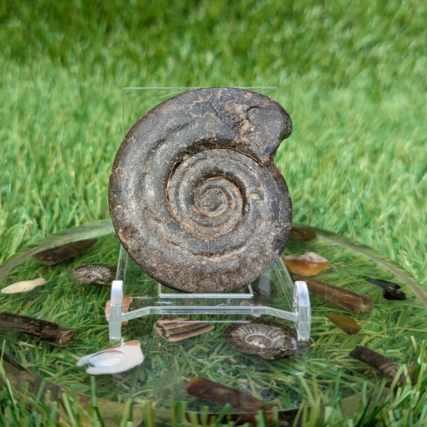 Hildoceras ammonite 3D matrix free North Yorkshire fossils - North Yorkshire Fossils