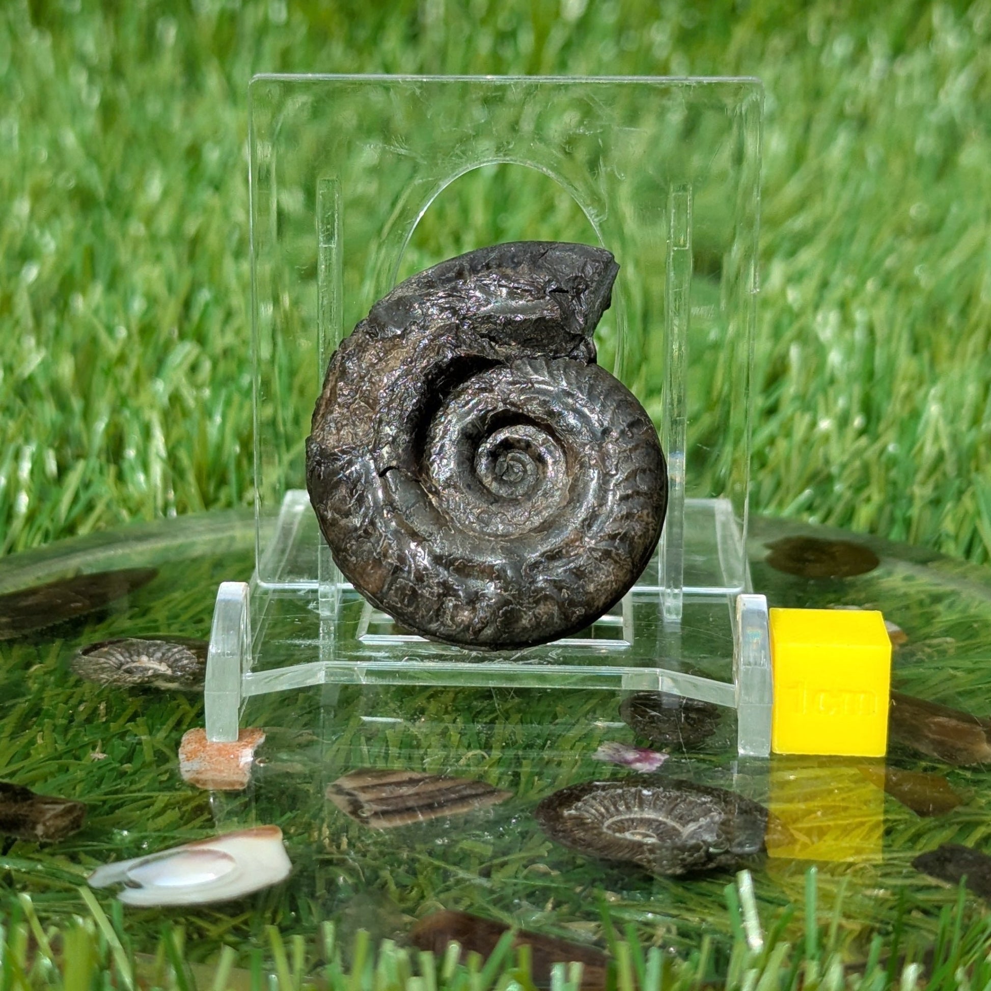 Hildoceras ammonite 3D matrix free North Yorkshire fossils - North Yorkshire Fossils