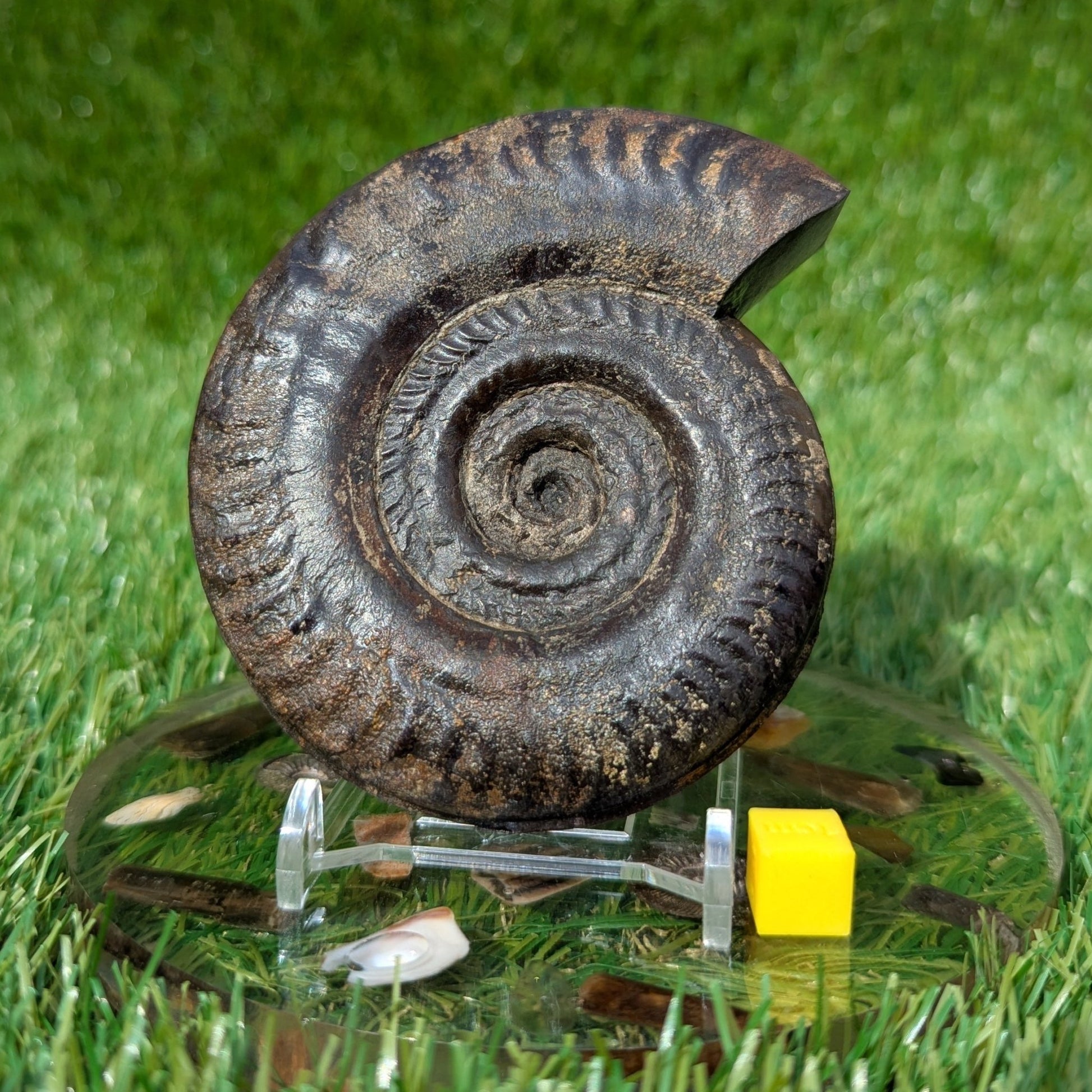 Hildoceras ammonite 3D matrix free North Yorkshire fossils - North Yorkshire Fossils
