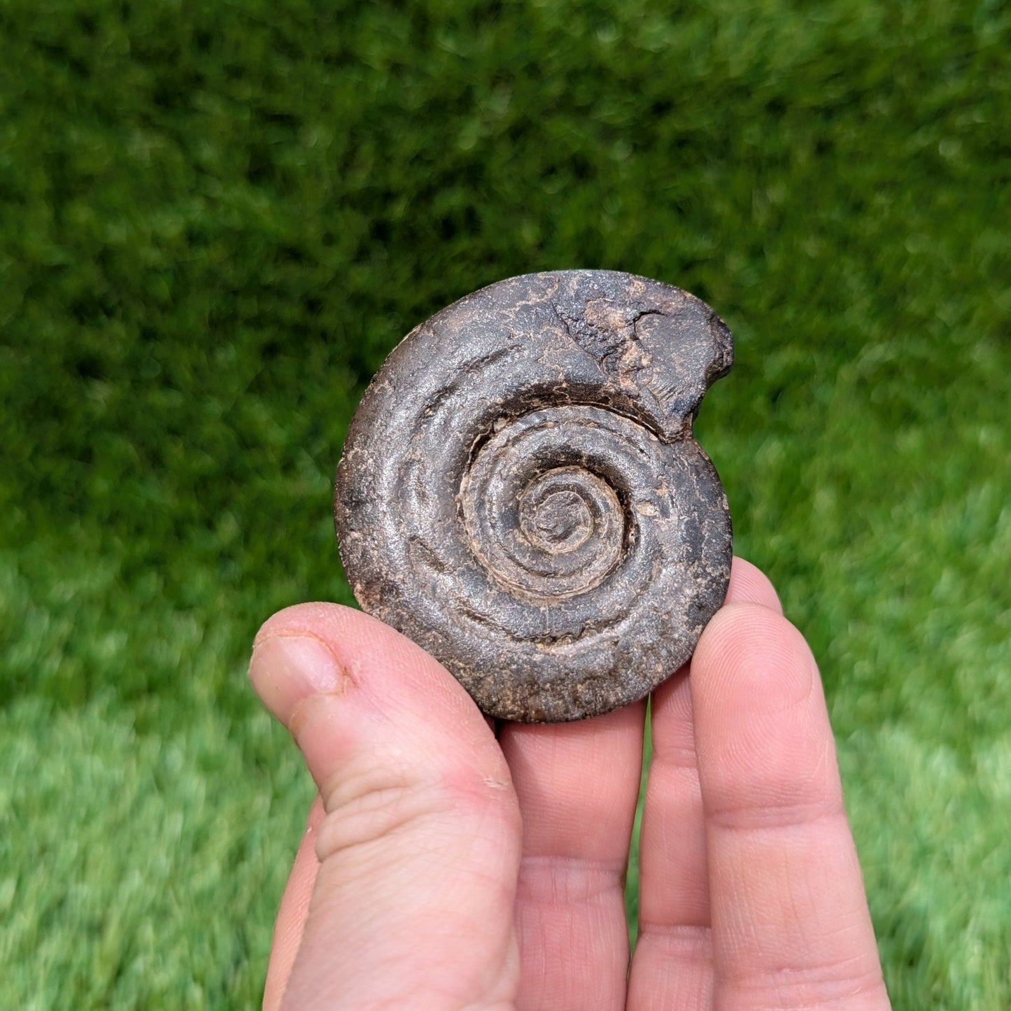 Hildoceras ammonite 3D matrix free North Yorkshire fossils - North Yorkshire Fossils