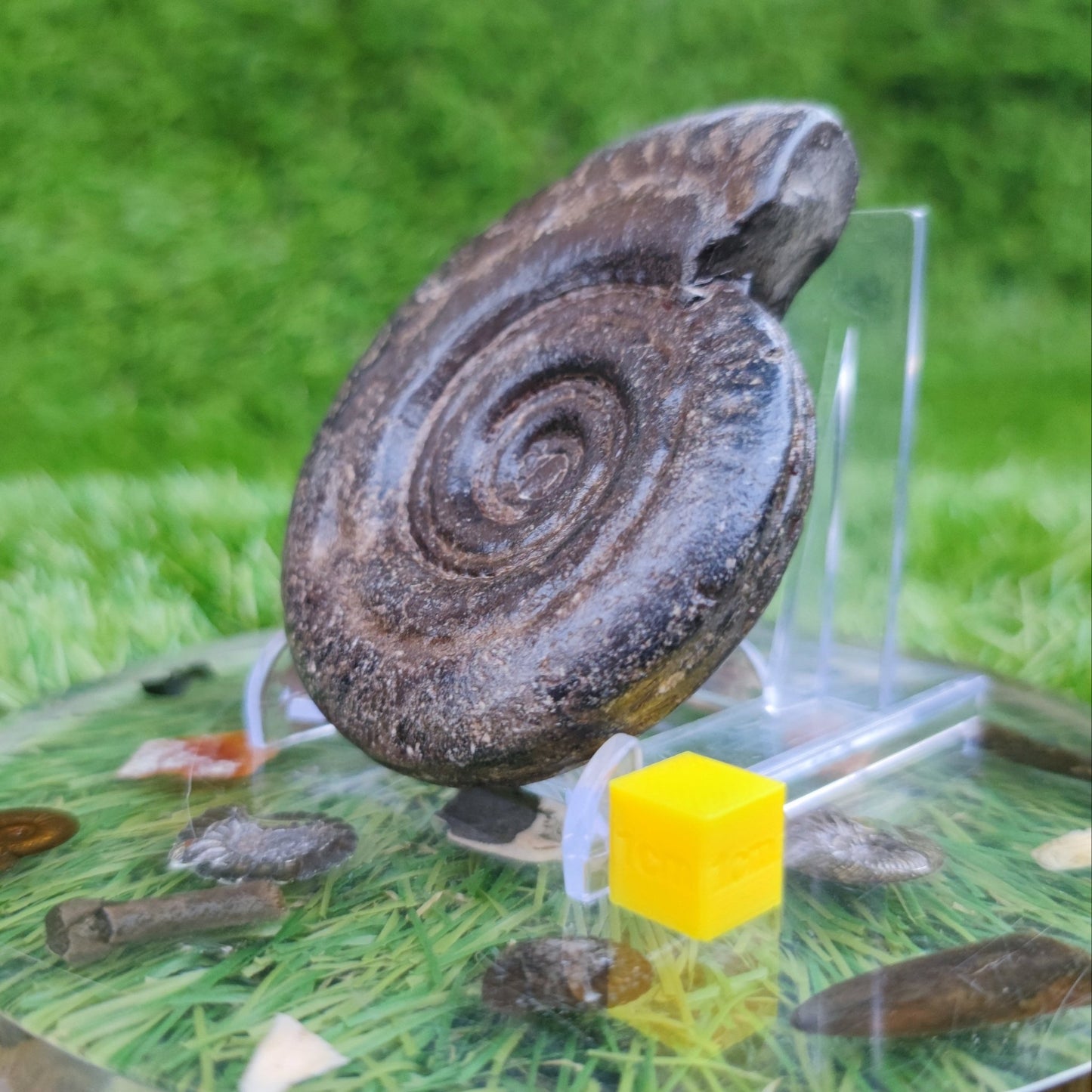 Hildoceras ammonite fossil 3D North Yorkshire Fossils - North Yorkshire Fossils