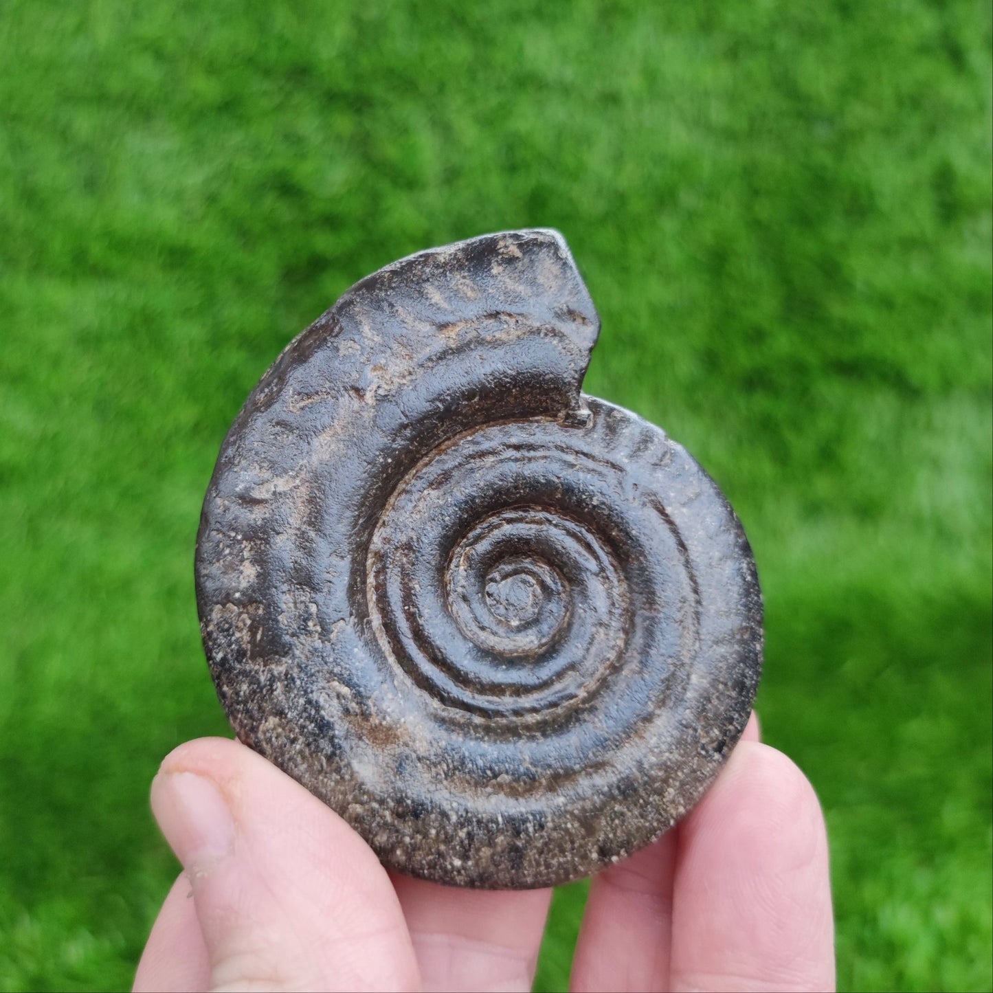 Hildoceras ammonite fossil 3D North Yorkshire Fossils - North Yorkshire Fossils
