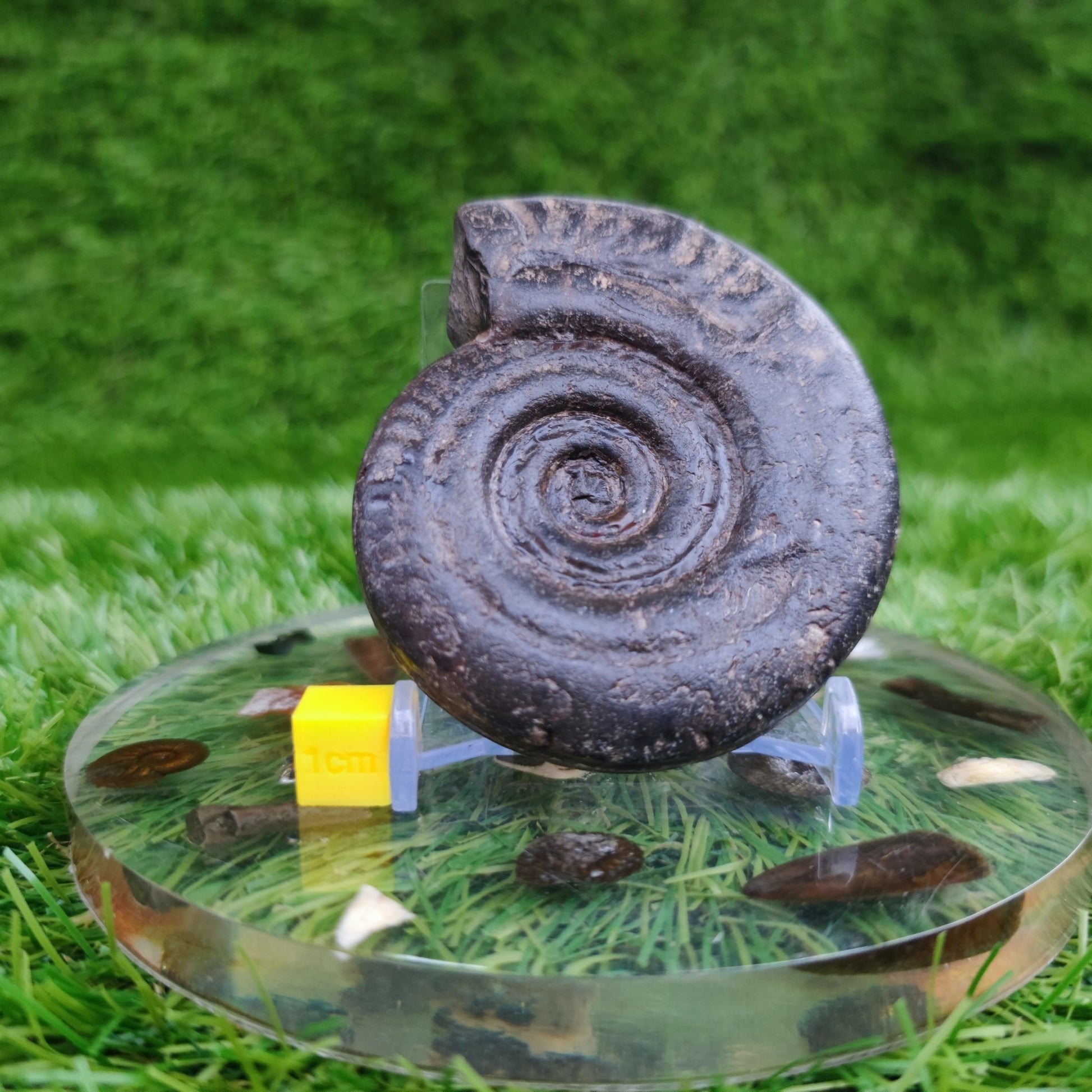 Hildoceras ammonite fossil 3D North Yorkshire Fossils - North Yorkshire Fossils