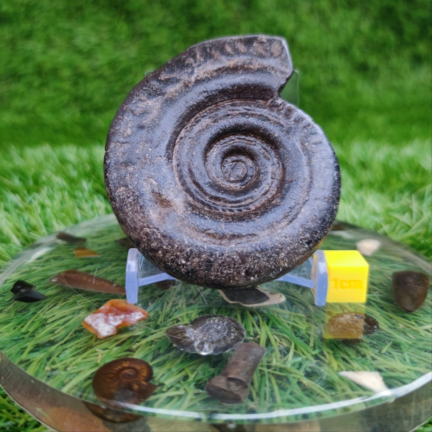 Hildoceras ammonite fossil 3D North Yorkshire Fossils - North Yorkshire Fossils