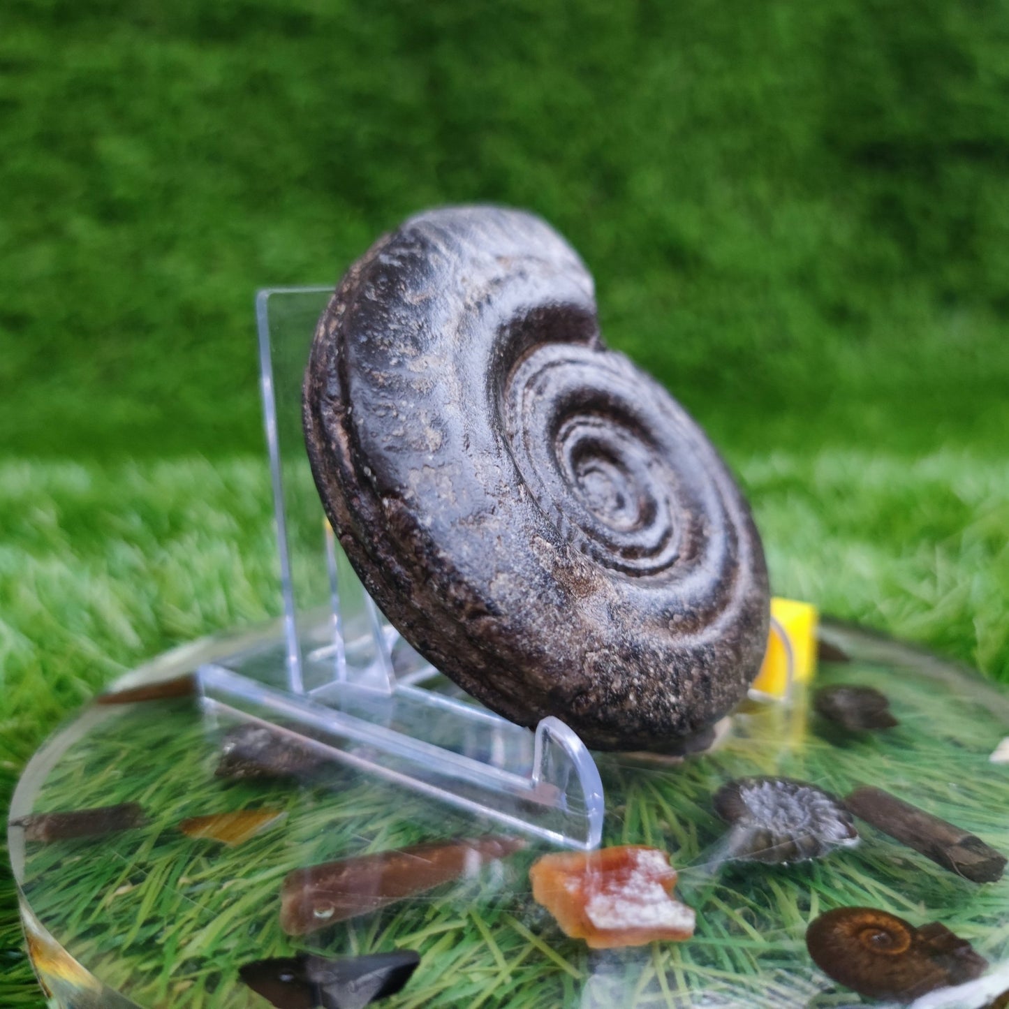 Hildoceras ammonite fossil 3D North Yorkshire Fossils - North Yorkshire Fossils