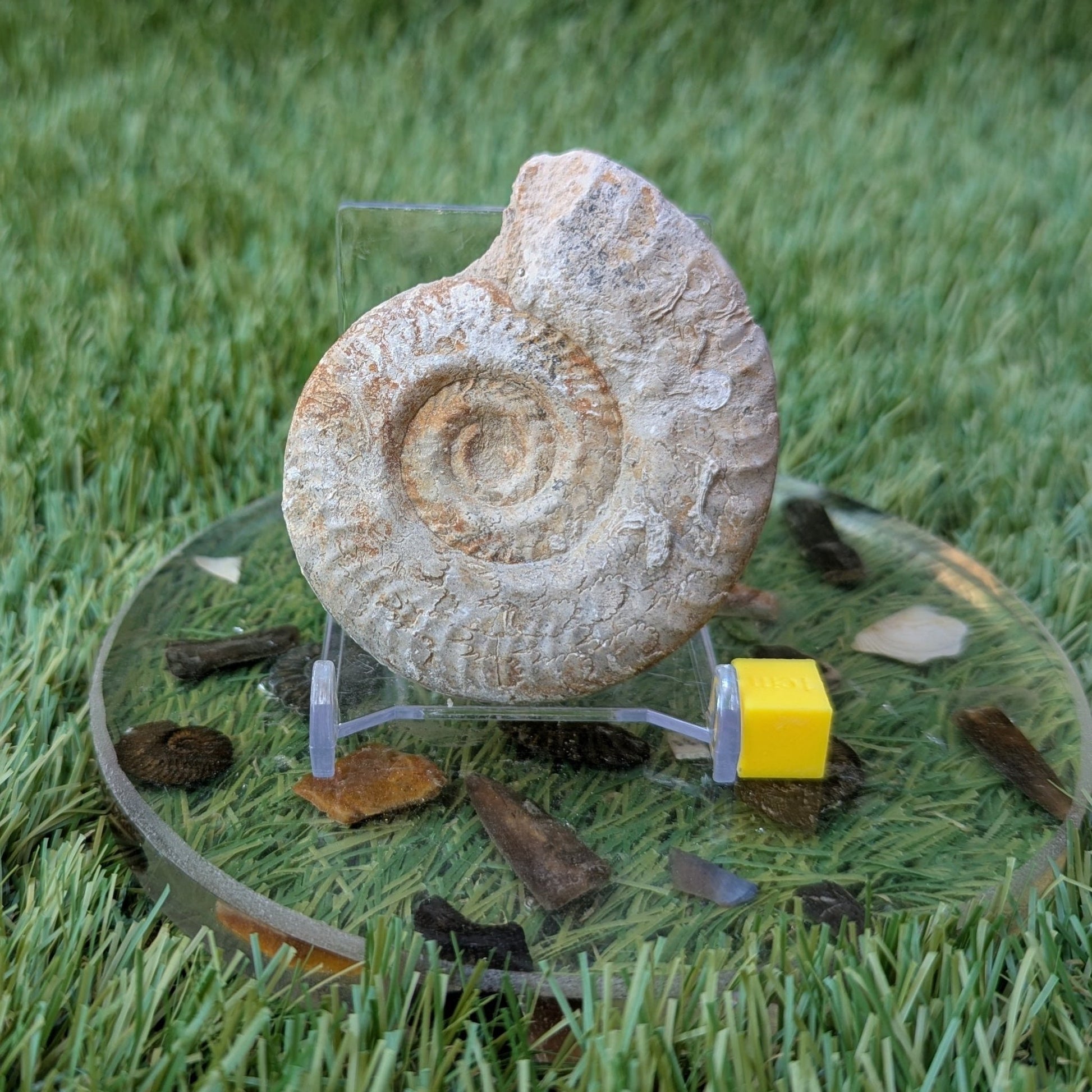 Hildoceras ammonite fossil found in Ilminster, Somerset - North Yorkshire Fossils