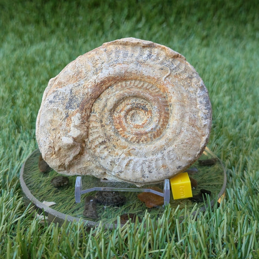 Hildoceras ammonite fossil found in Ilminster Somerset - North Yorkshire Fossils