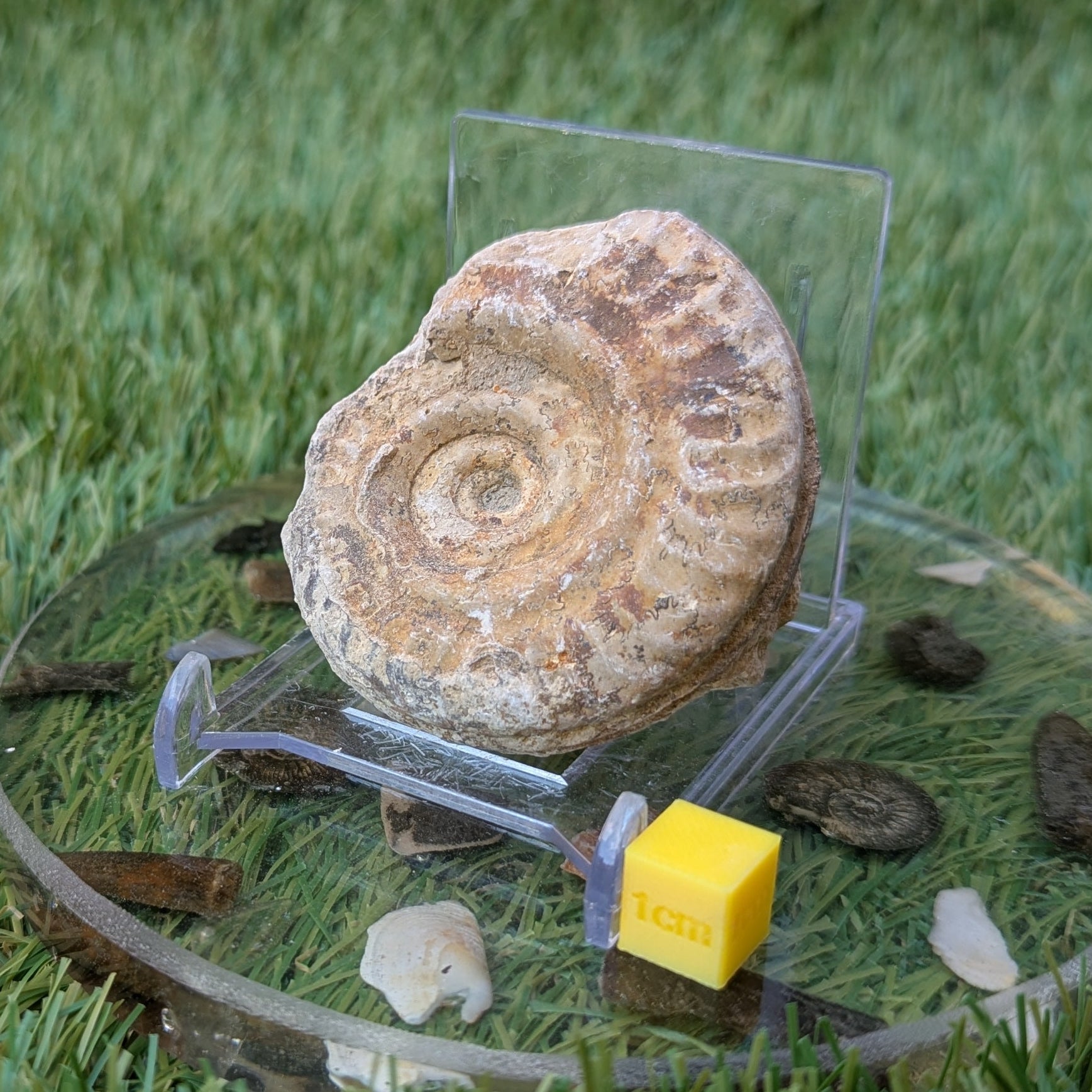 Hildoceras ammonite fossil found in Ilminster Somerset - North Yorkshire Fossils