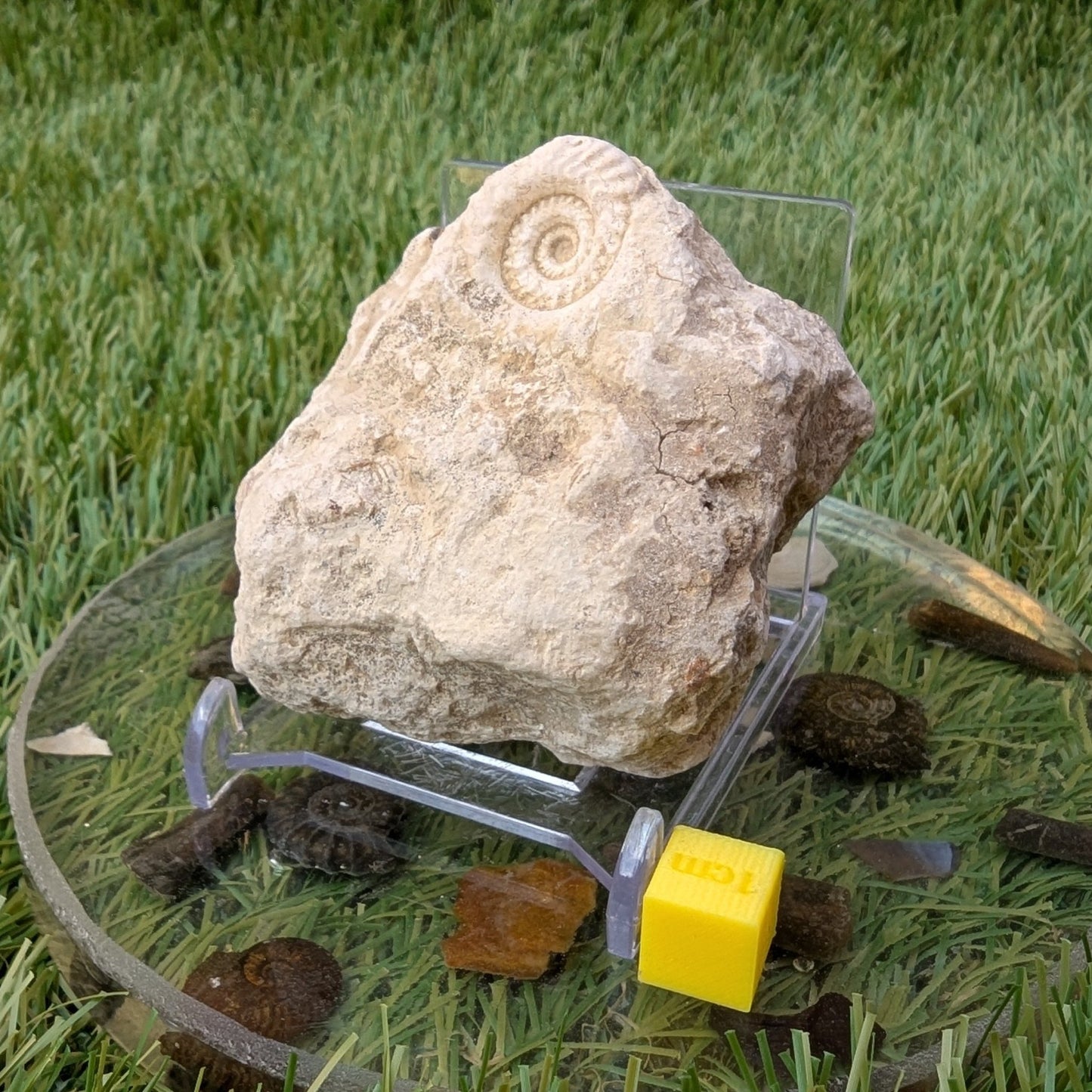 Hildoceras ammonite fossil found in Ilminster Somerset - North Yorkshire Fossils