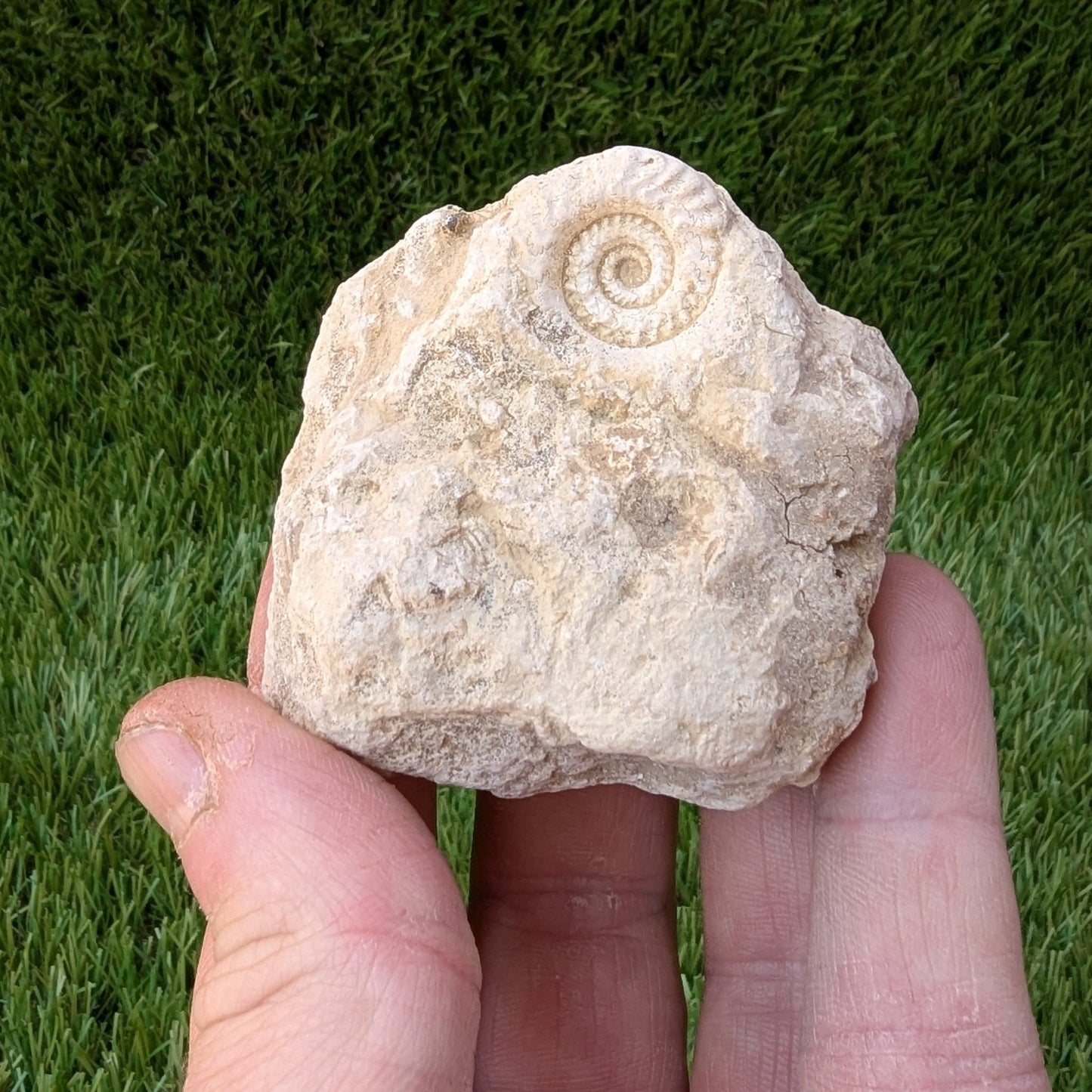 Hildoceras ammonite fossil found in Ilminster Somerset - North Yorkshire Fossils