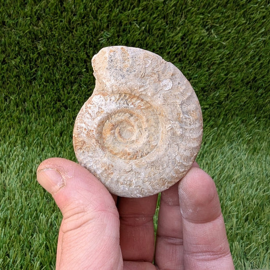 Hildoceras ammonite fossil found in Ilminster, Somerset - North Yorkshire Fossils