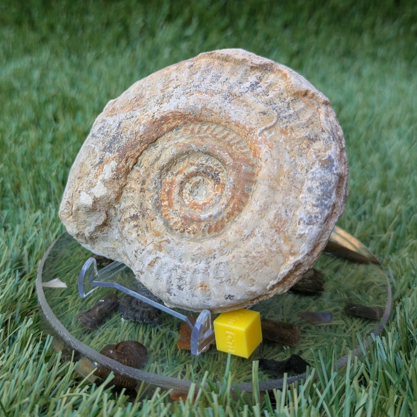 Hildoceras ammonite fossil found in Ilminster Somerset - North Yorkshire Fossils