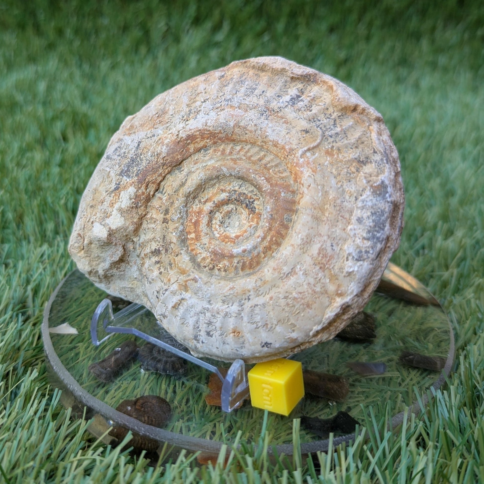 Hildoceras ammonite fossil found in Ilminster Somerset - North Yorkshire Fossils