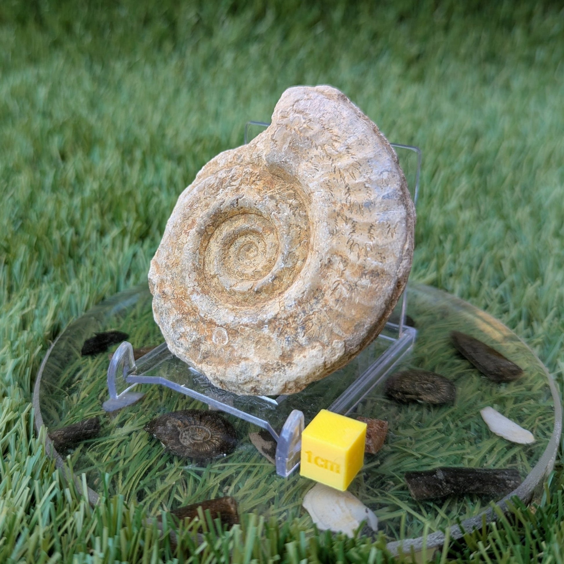 Hildoceras ammonite fossil found in Ilminster Somerset - North Yorkshire Fossils