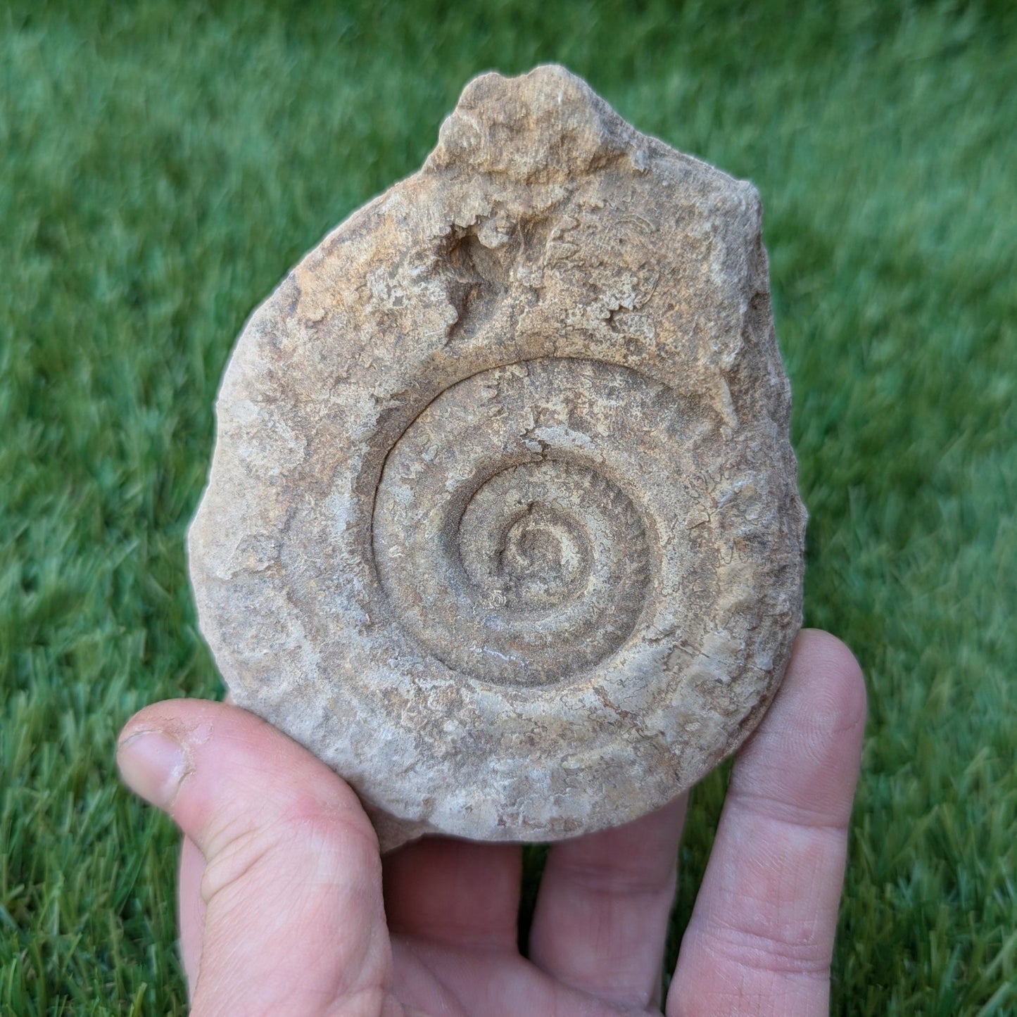 Hildoceras ammonite fossil found in Ilminster, Somerset - North Yorkshire Fossils