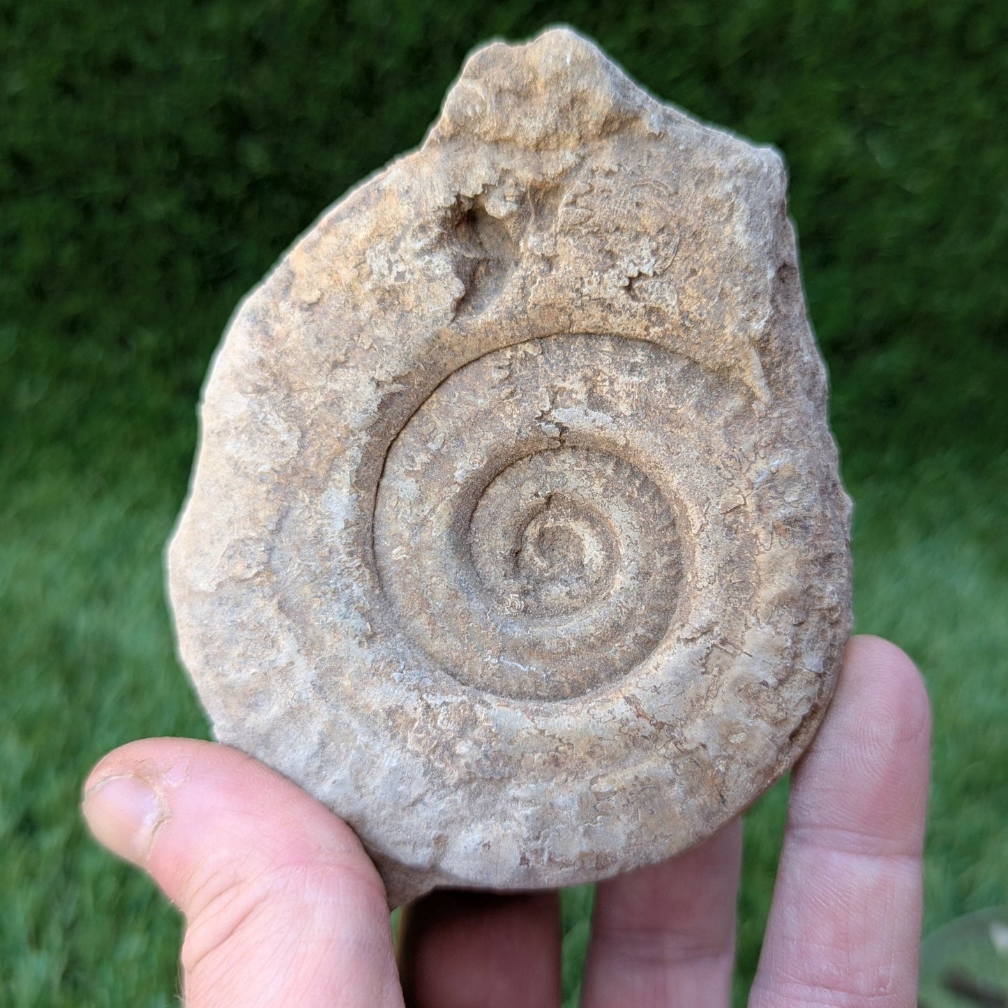 Hildoceras ammonite fossil found in Ilminster, Somerset - North Yorkshire Fossils