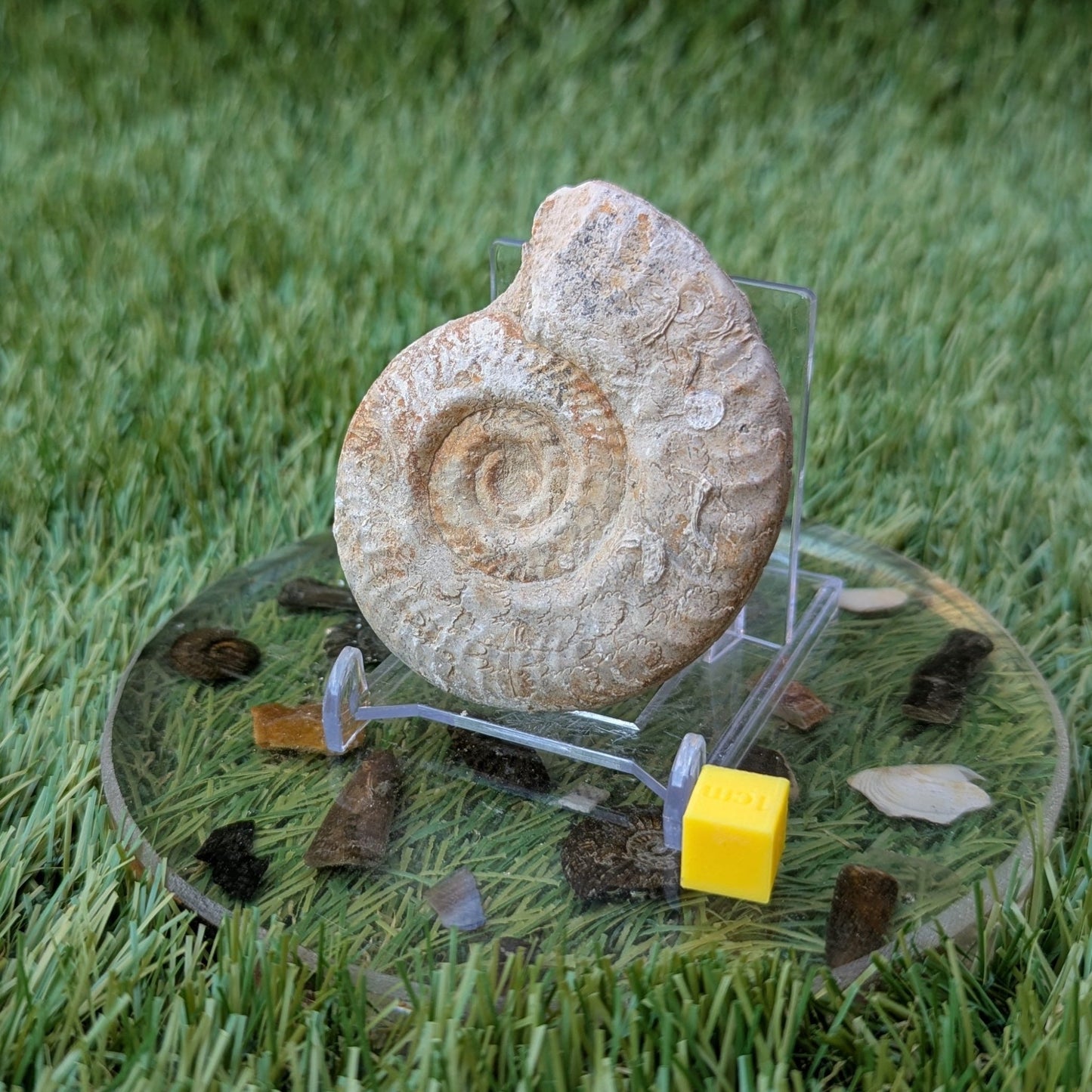 Hildoceras ammonite fossil found in Ilminster, Somerset - North Yorkshire Fossils