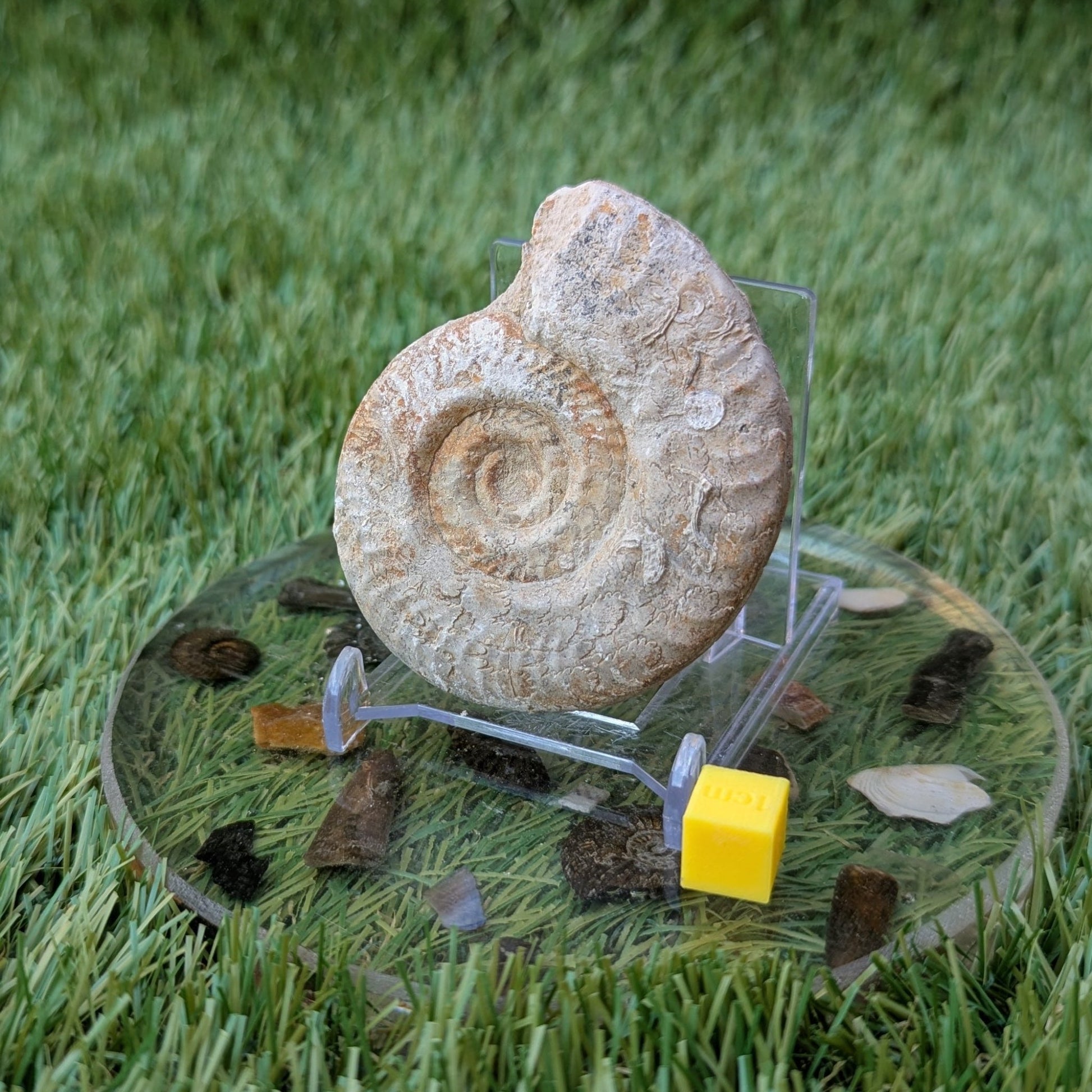 Hildoceras ammonite fossil found in Ilminster, Somerset - North Yorkshire Fossils