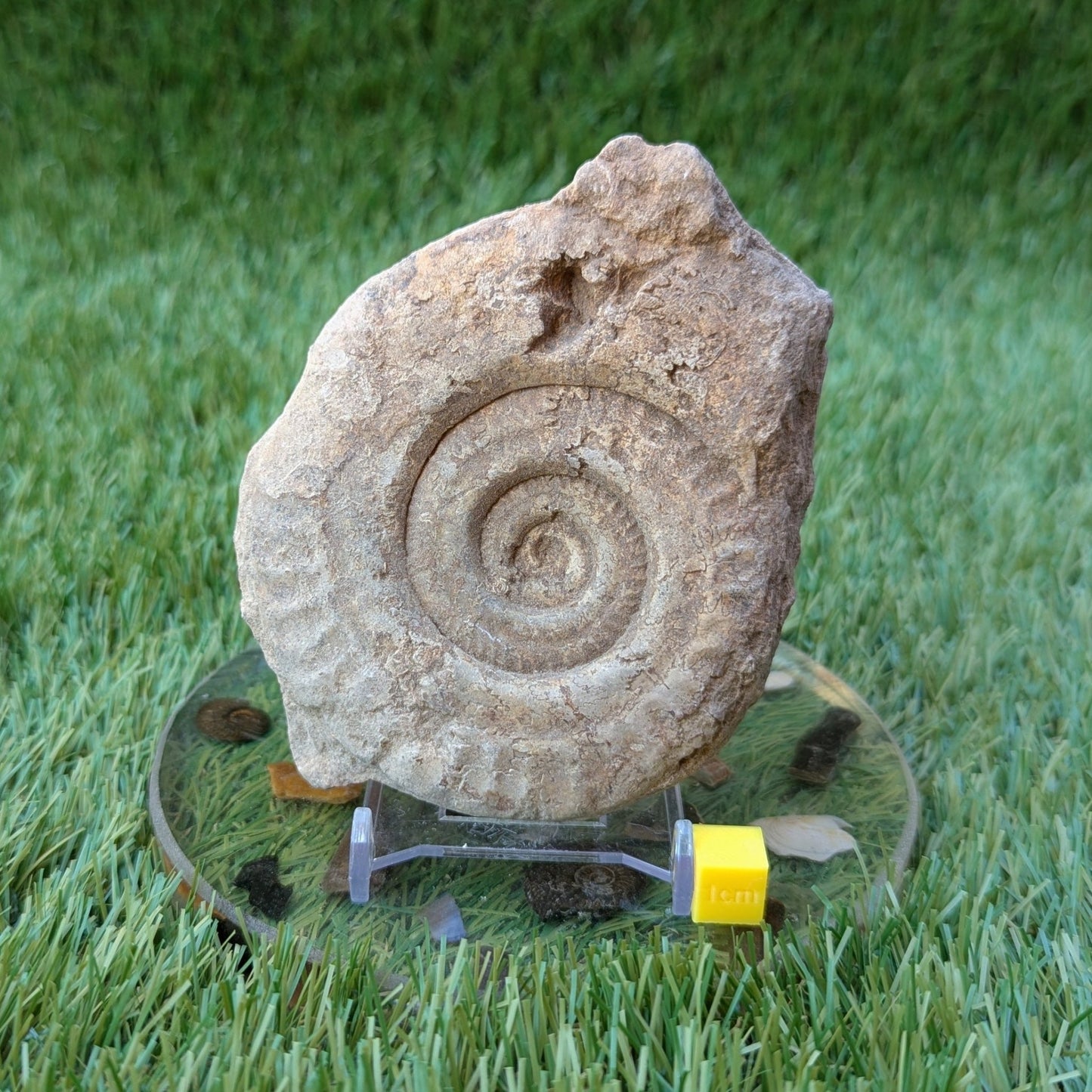 Hildoceras ammonite fossil found in Ilminster, Somerset - North Yorkshire Fossils
