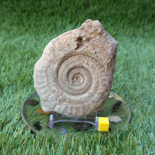 Hildoceras ammonite fossil found in Ilminster, Somerset - North Yorkshire Fossils