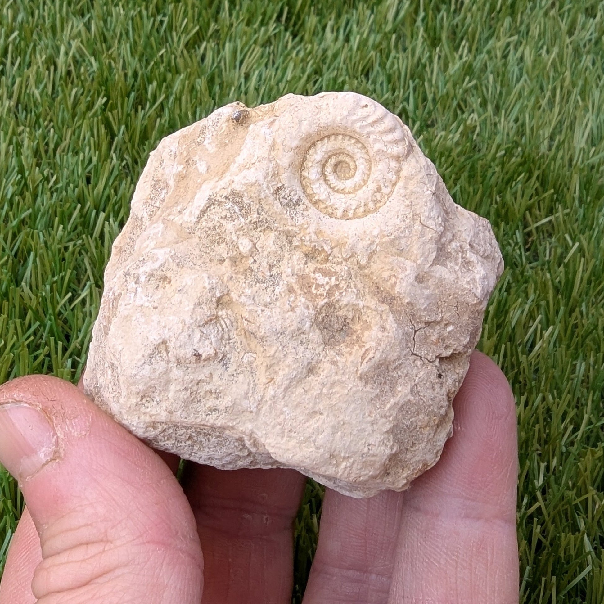 Hildoceras ammonite fossil found in Ilminster Somerset - North Yorkshire Fossils