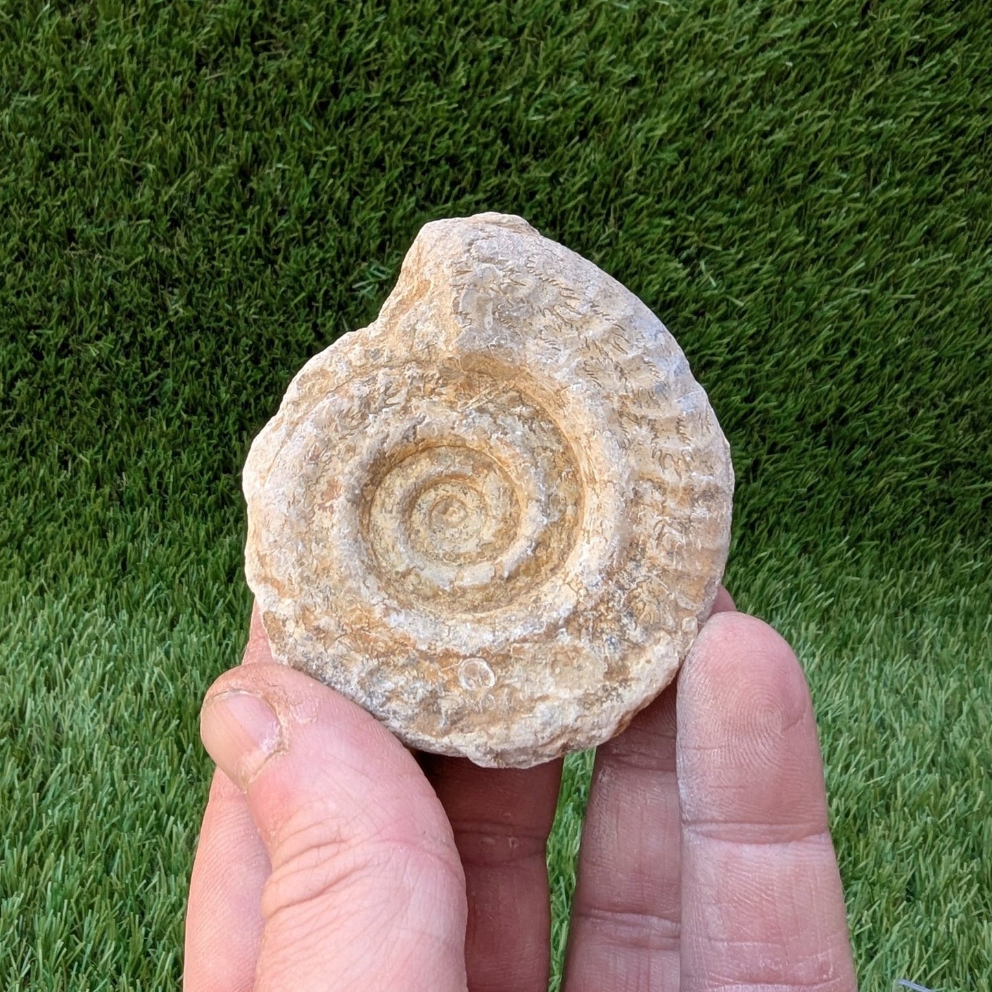 Hildoceras ammonite fossil found in Ilminster Somerset - North Yorkshire Fossils