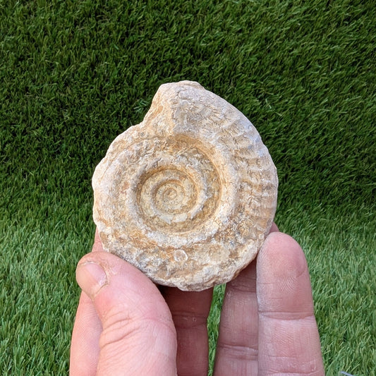 Hildoceras ammonite fossil found in Ilminster Somerset - North Yorkshire Fossils