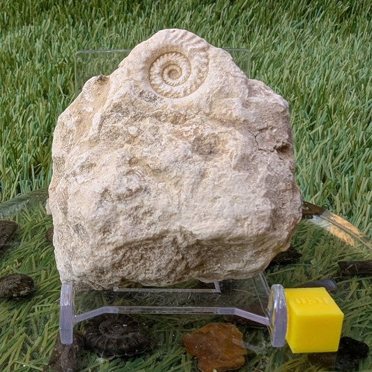 Hildoceras ammonite fossil found in Ilminster Somerset - North Yorkshire Fossils