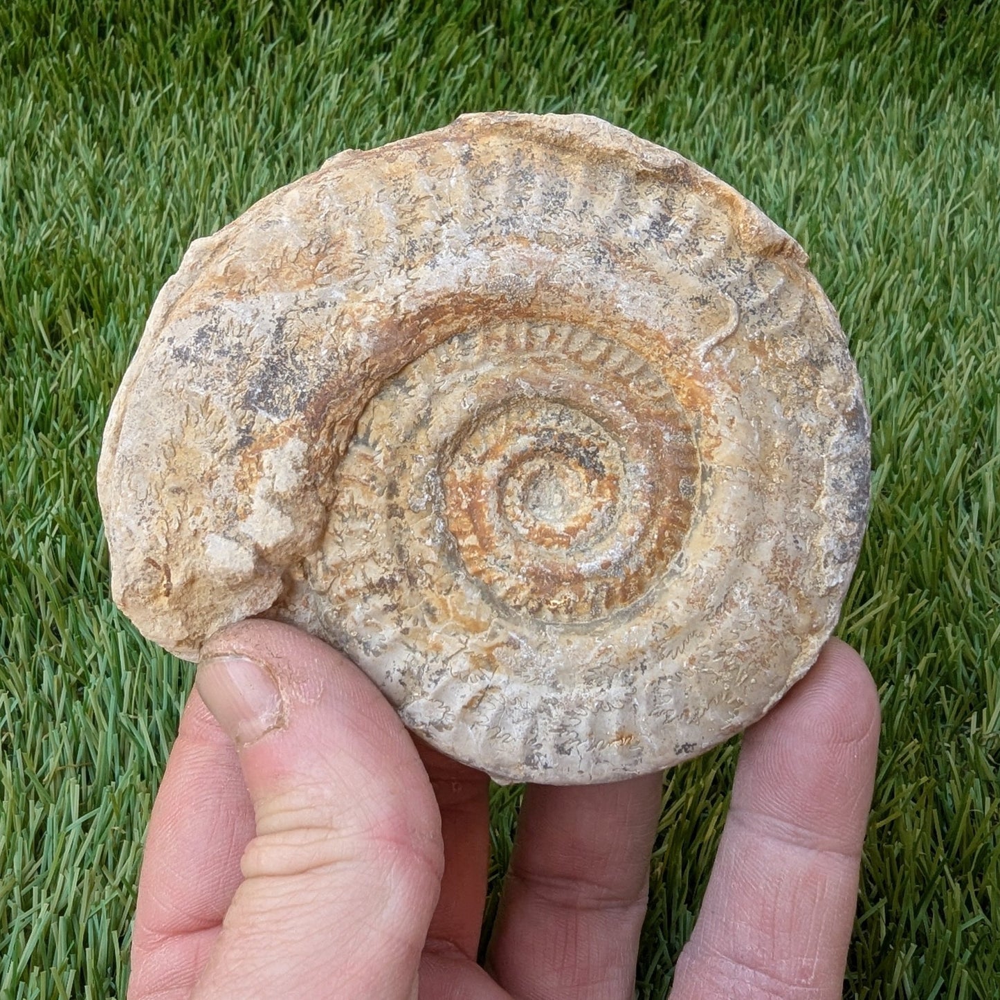 Hildoceras ammonite fossil found in Ilminster Somerset - North Yorkshire Fossils