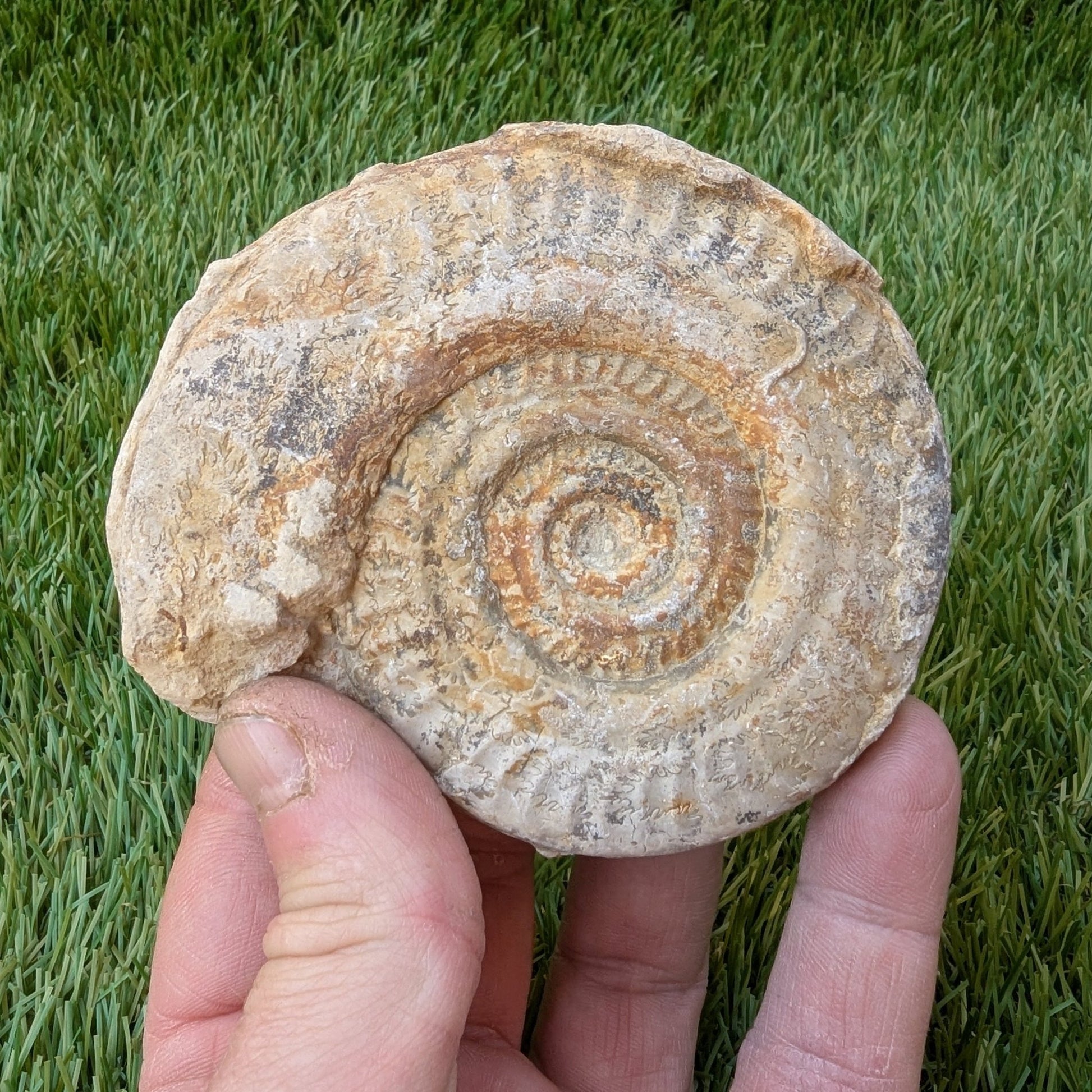 Hildoceras ammonite fossil found in Ilminster Somerset - North Yorkshire Fossils