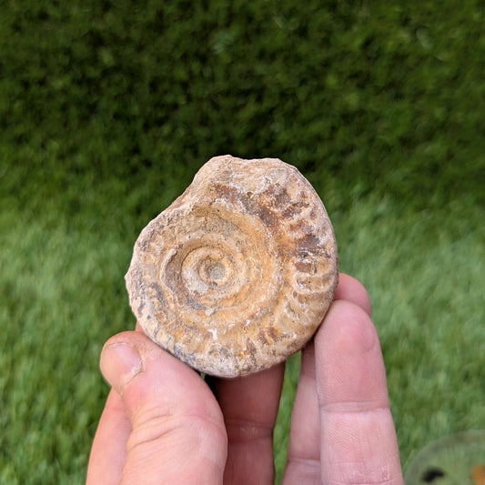 Hildoceras ammonite fossil found in Ilminster Somerset - North Yorkshire Fossils