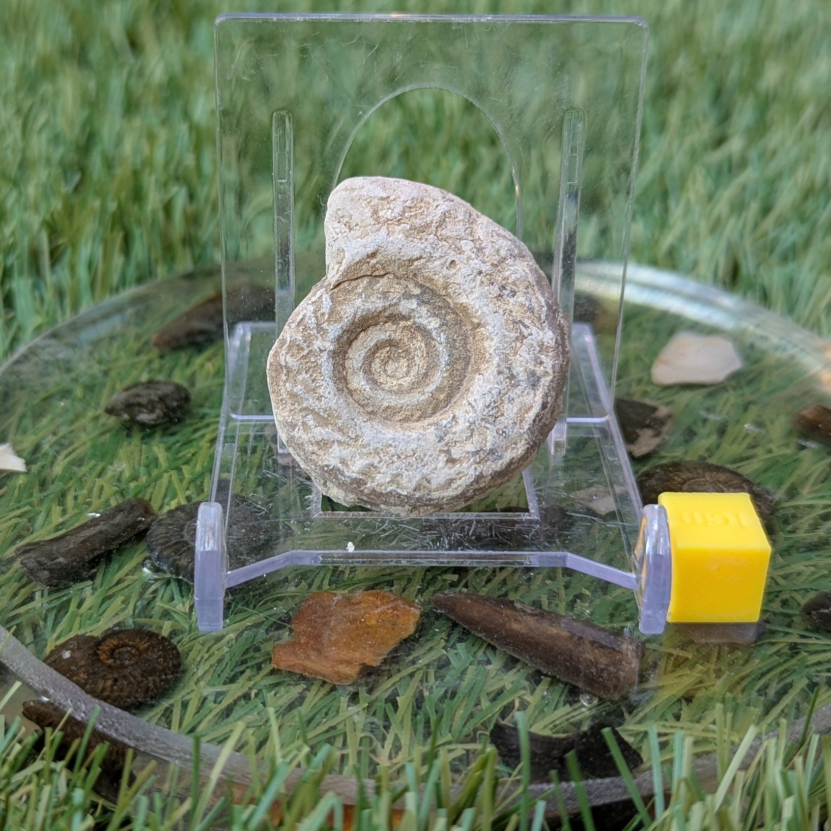 Hildoceras ammonite fossil found in Ilminster, Somerset. - North Yorkshire Fossils