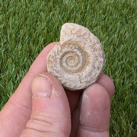 Hildoceras ammonite fossil found in Ilminster, Somerset. - North Yorkshire Fossils