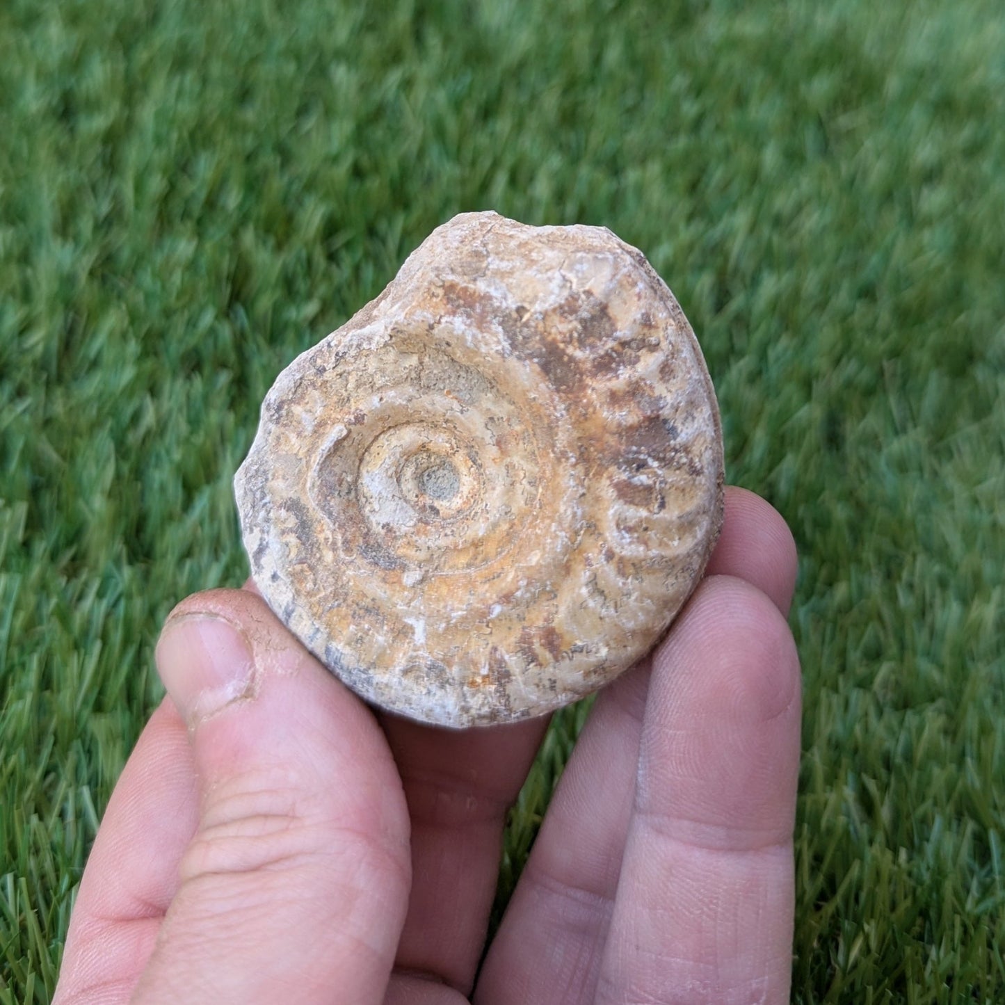 Hildoceras ammonite fossil found in Ilminster Somerset - North Yorkshire Fossils
