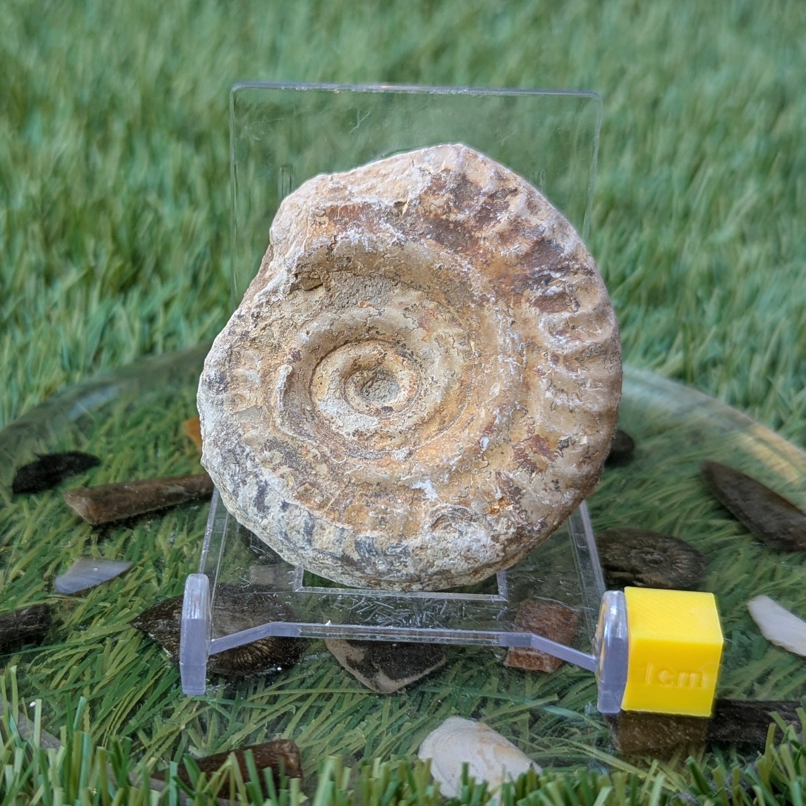 Hildoceras ammonite fossil found in Ilminster Somerset - North Yorkshire Fossils