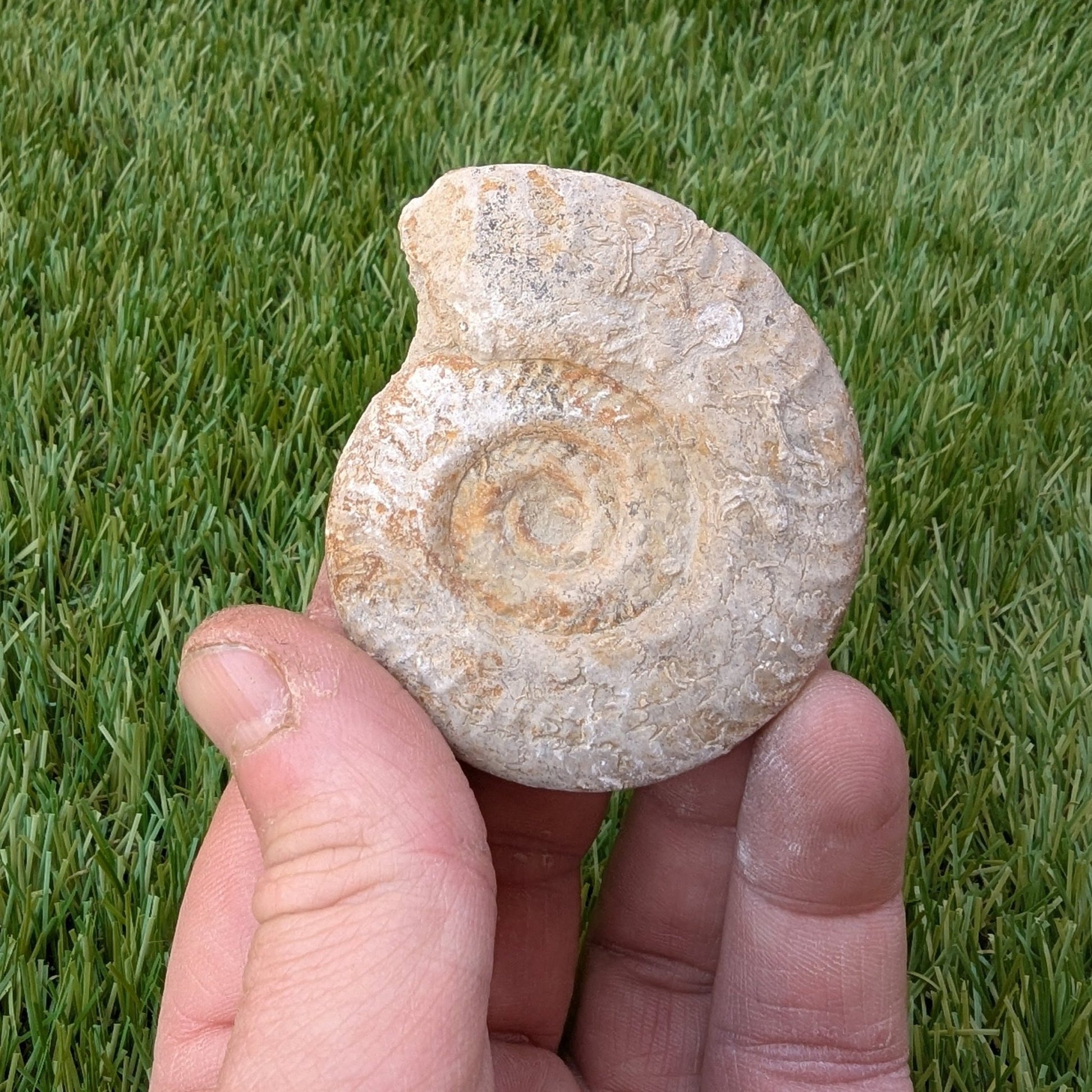 Hildoceras ammonite fossil found in Ilminster, Somerset - North Yorkshire Fossils