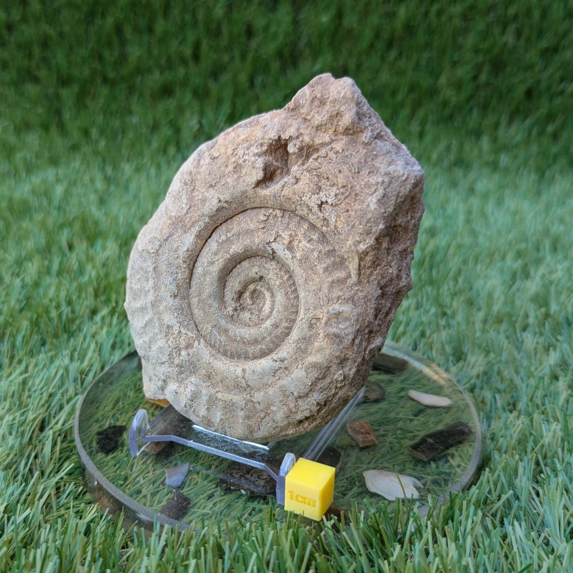 Hildoceras ammonite fossil found in Ilminster, Somerset - North Yorkshire Fossils