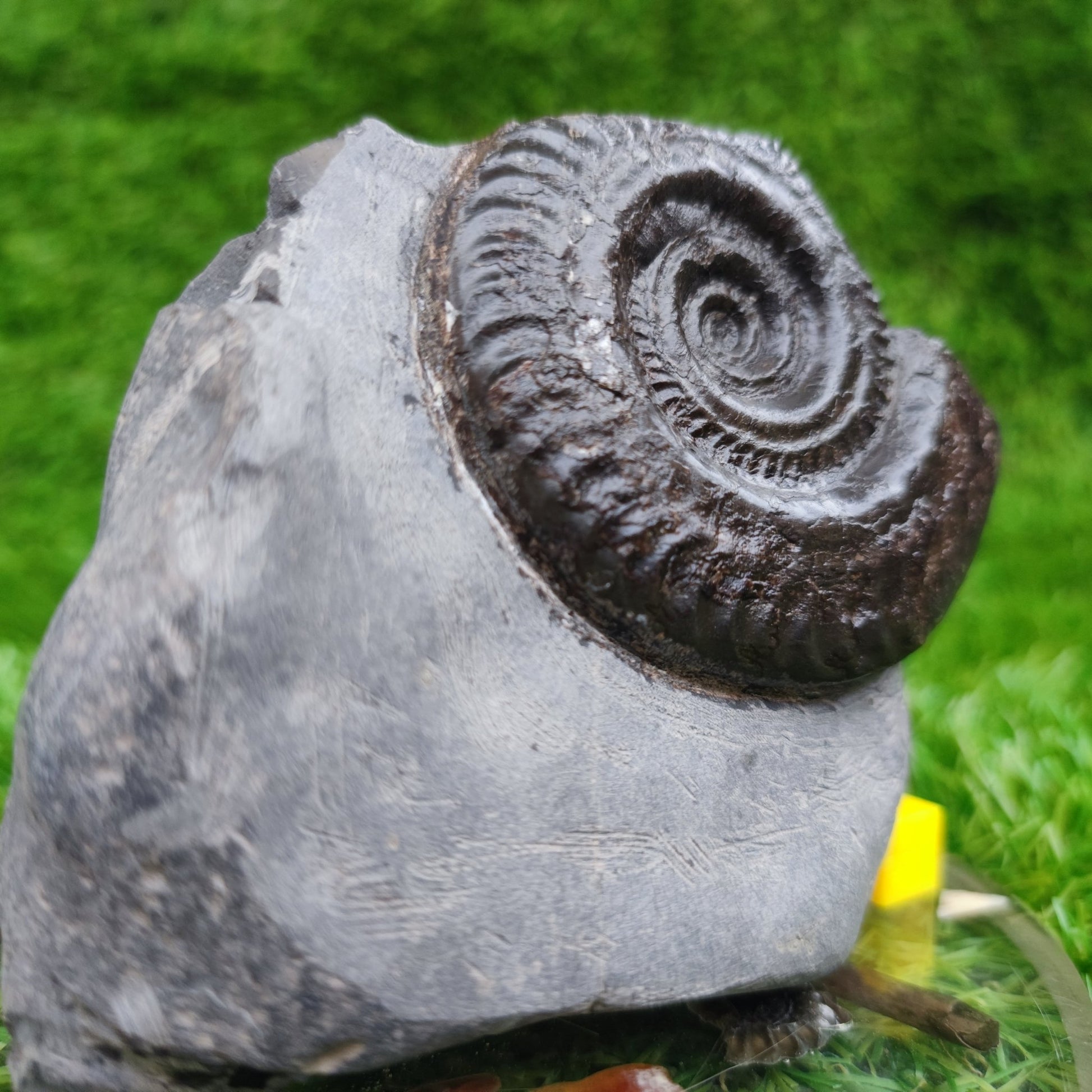 Hildoceras ammonite fossil free standing North Yorkshire Fossils - North Yorkshire Fossils