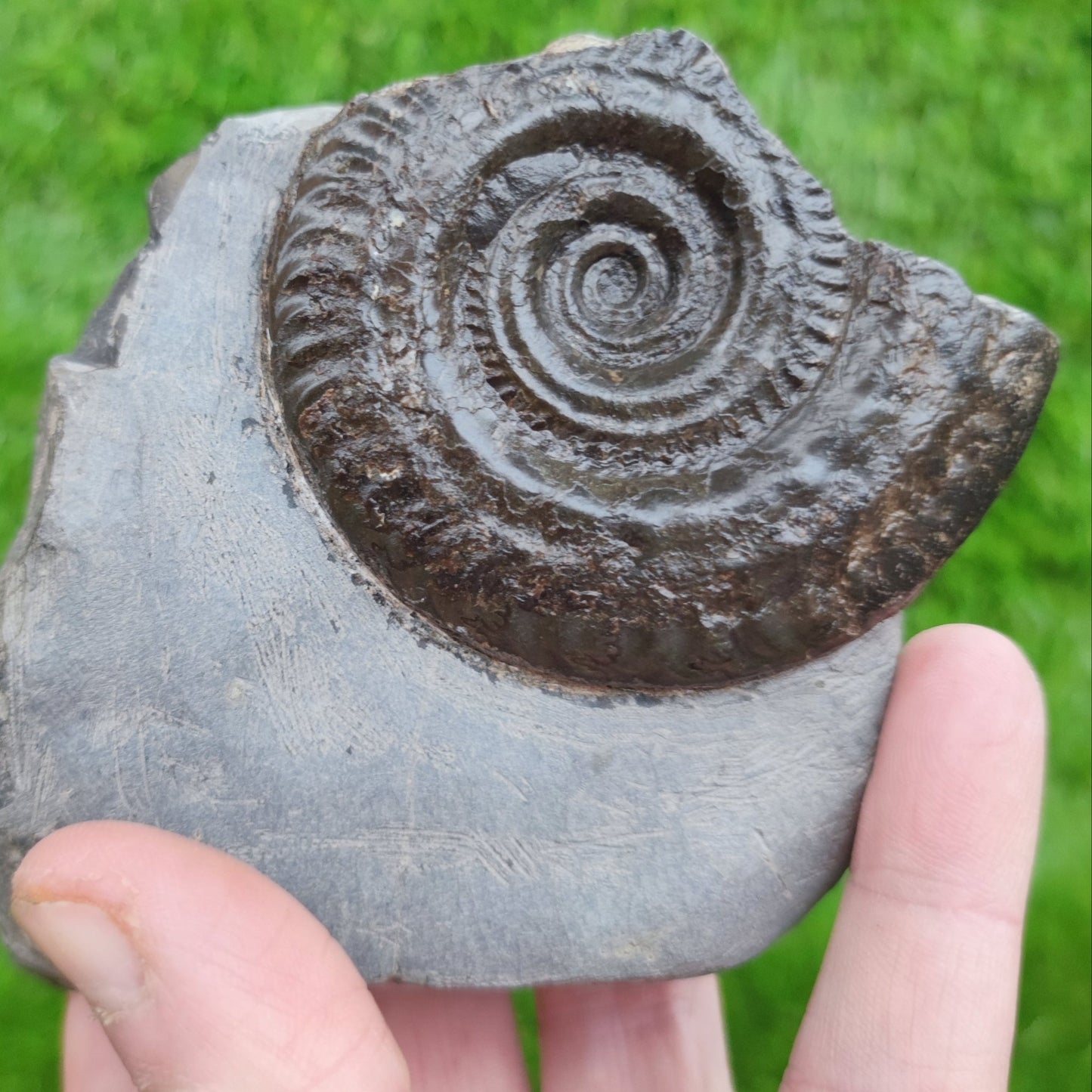 Hildoceras ammonite fossil free standing North Yorkshire Fossils - North Yorkshire Fossils