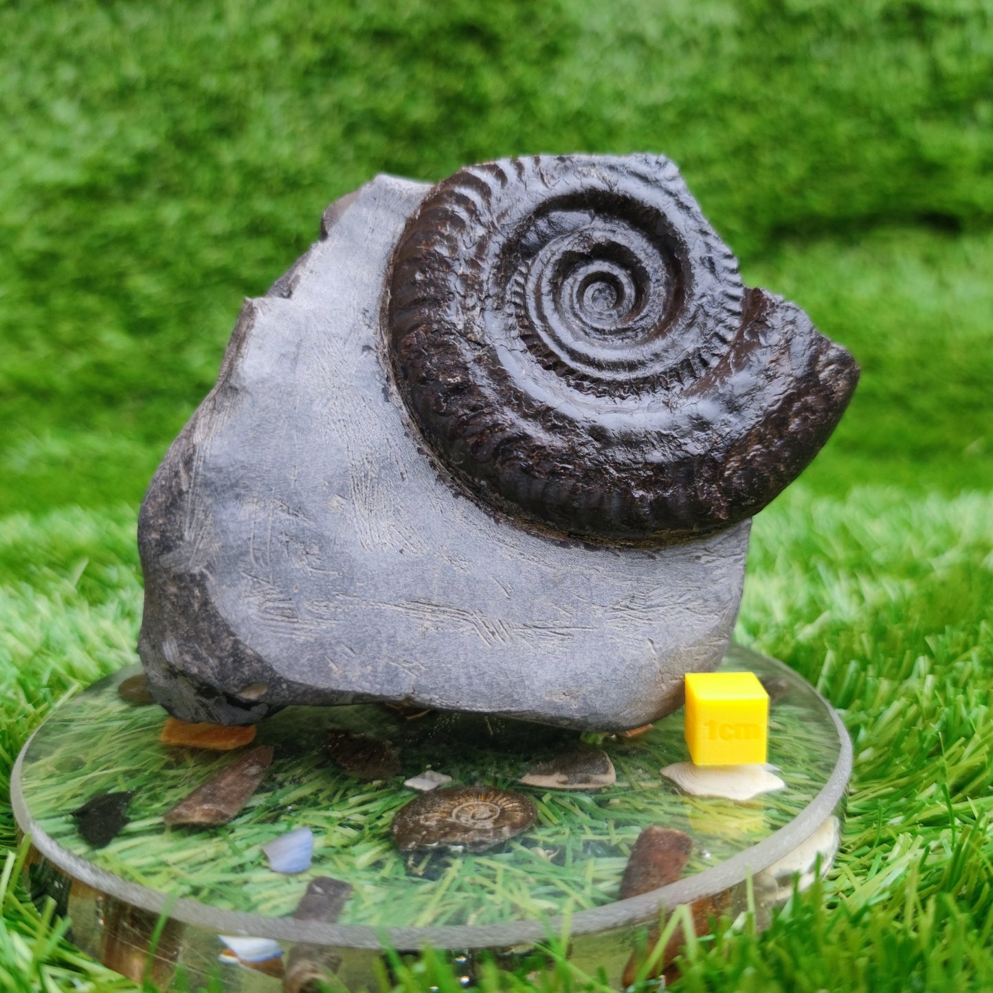 Hildoceras ammonite fossil free standing North Yorkshire Fossils - North Yorkshire Fossils