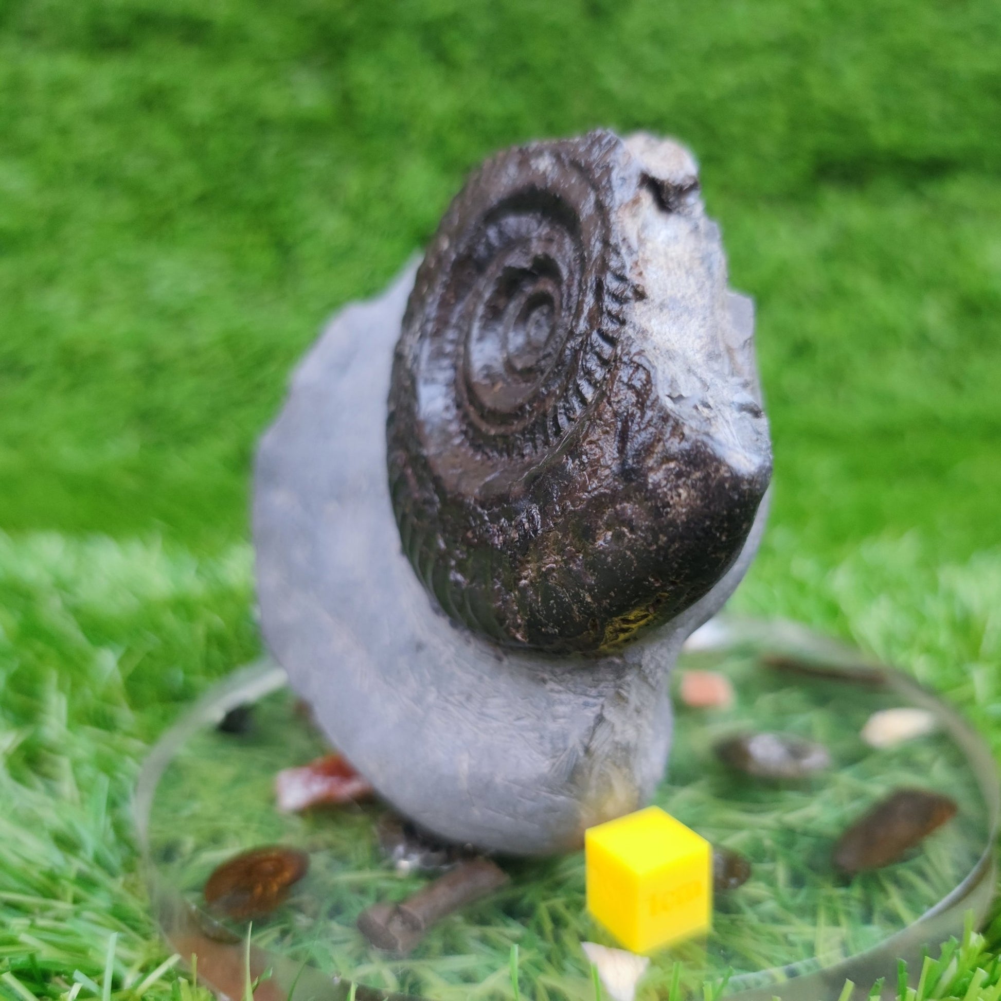 Hildoceras ammonite fossil free standing North Yorkshire Fossils - North Yorkshire Fossils