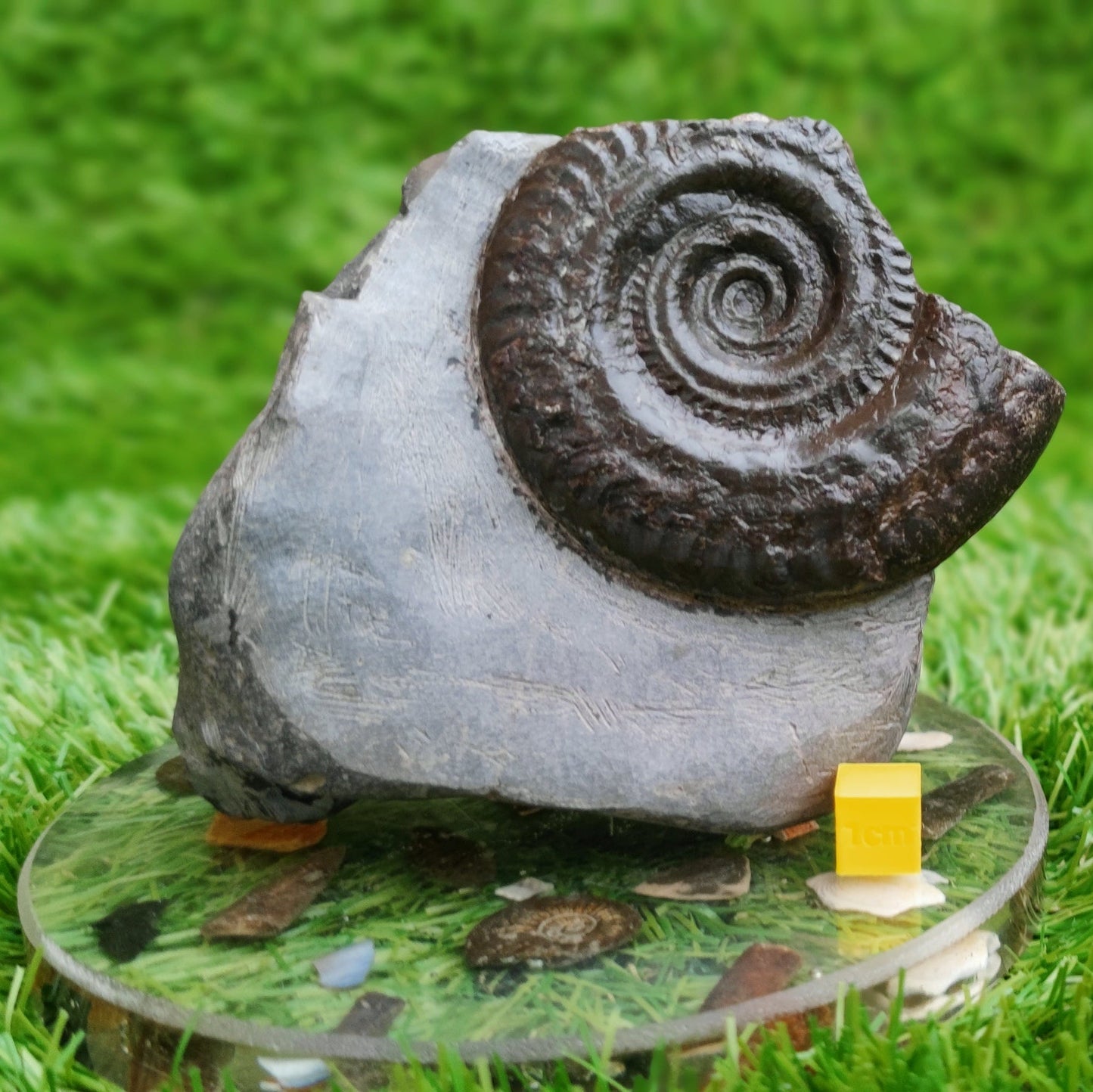 Hildoceras ammonite fossil free standing North Yorkshire Fossils - North Yorkshire Fossils