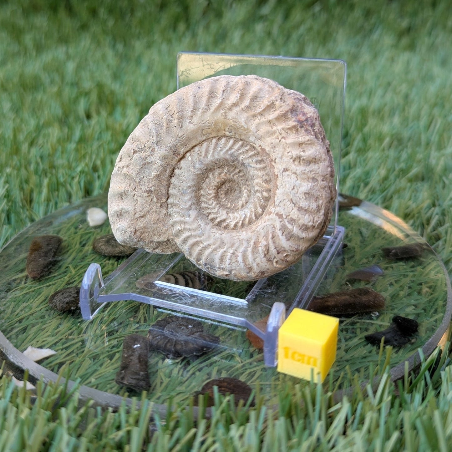 Hildoceras ammonite fossil Ilminster Somerset - North Yorkshire Fossils