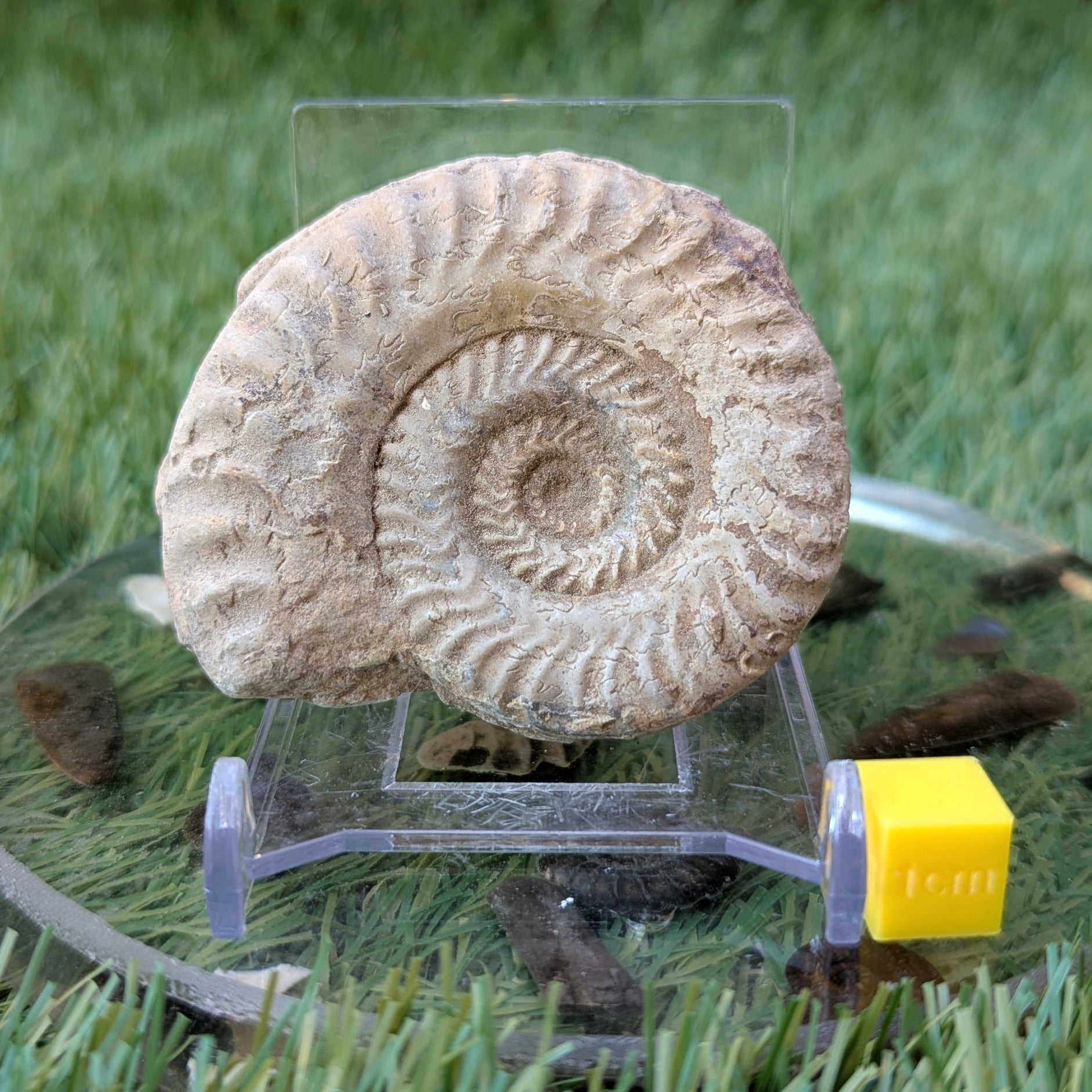 Hildoceras ammonite fossil Ilminster Somerset - North Yorkshire Fossils